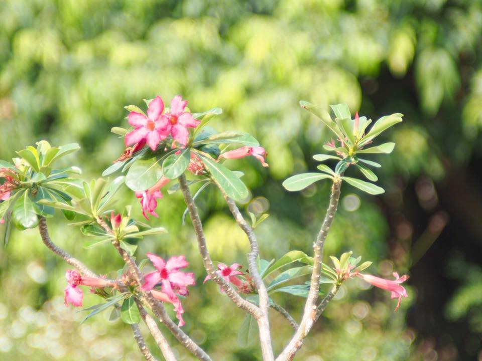 SICOR-XL MC AUTO 135MM. F2.8 MD MOUNT