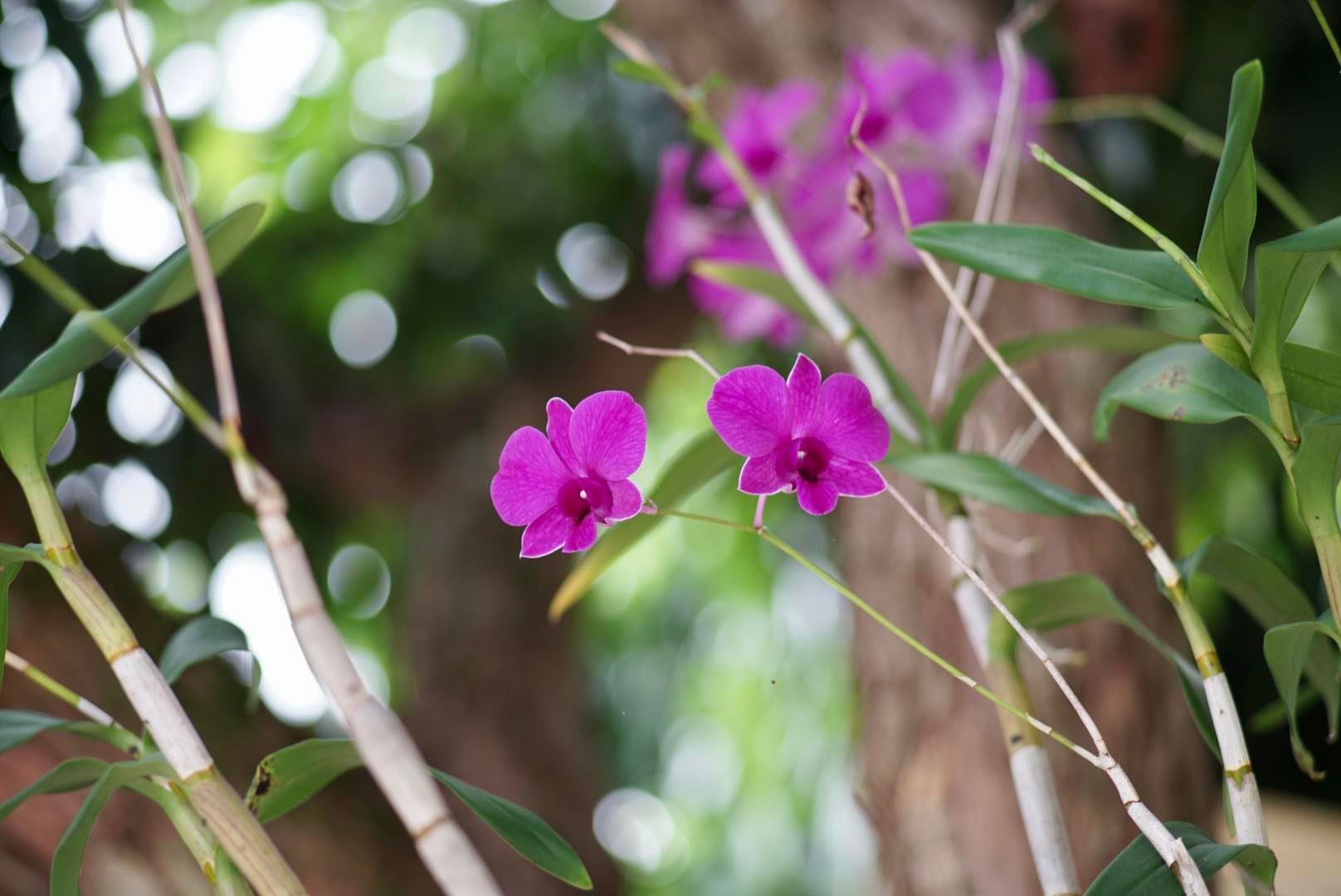 OLYMPUS E.ZUIKO AUTO-T 100MM.F2.8 OM MOUNT