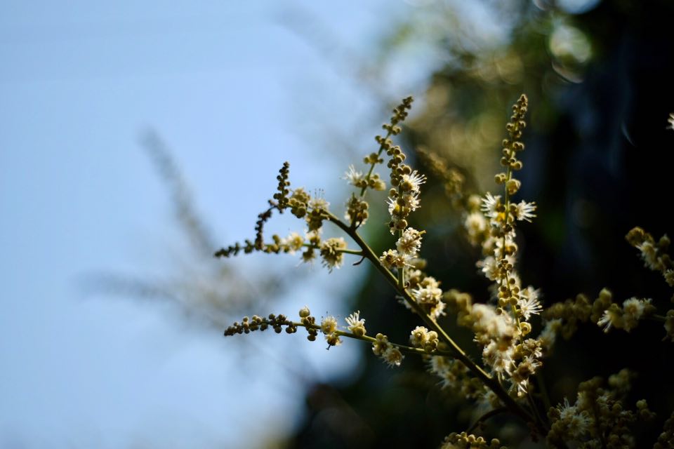 SUPER TAKUMAR 55MM.F2 M42 MOUNT
