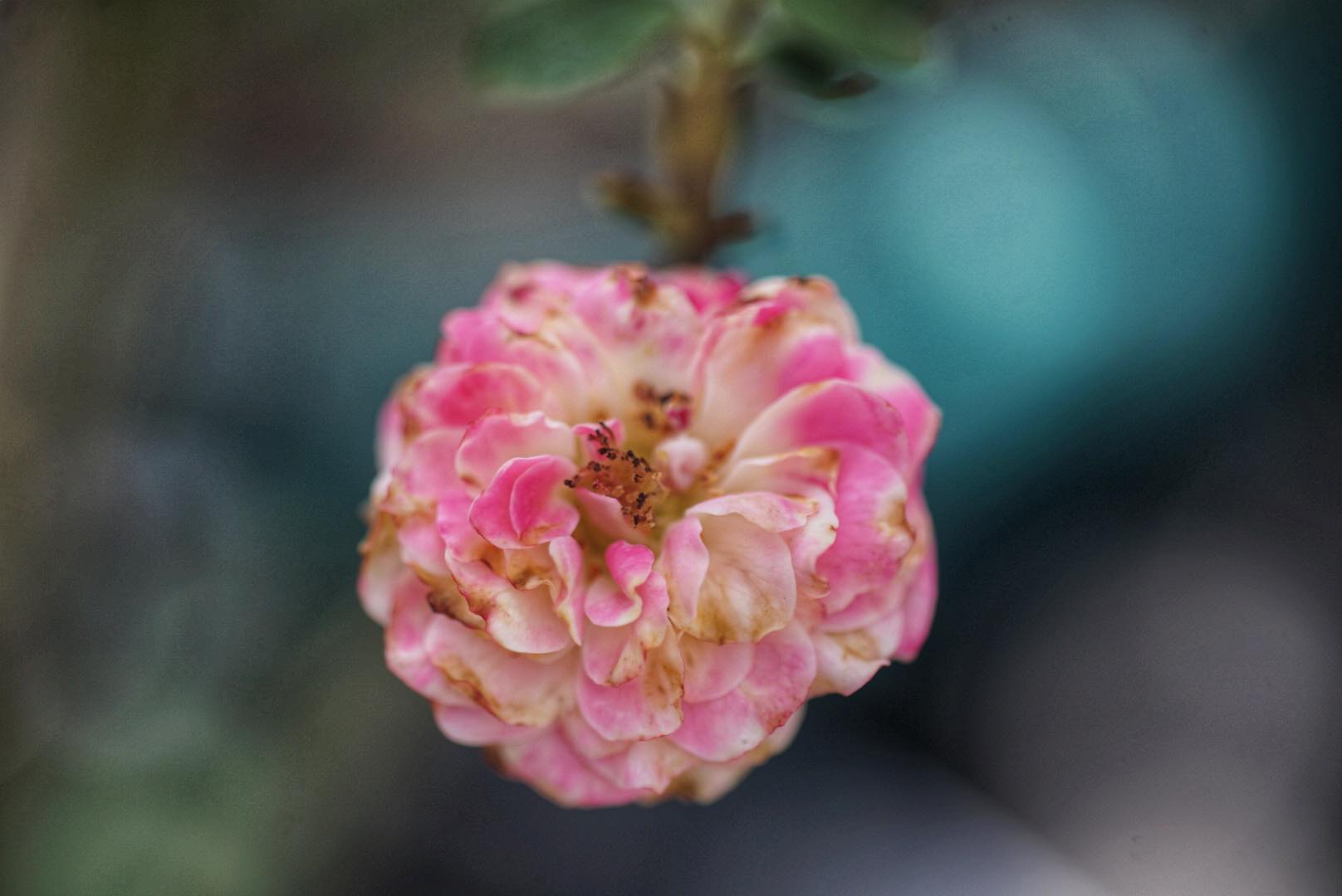 TAMRON SP 90MM.F2.5 NIKON AI MOUNT