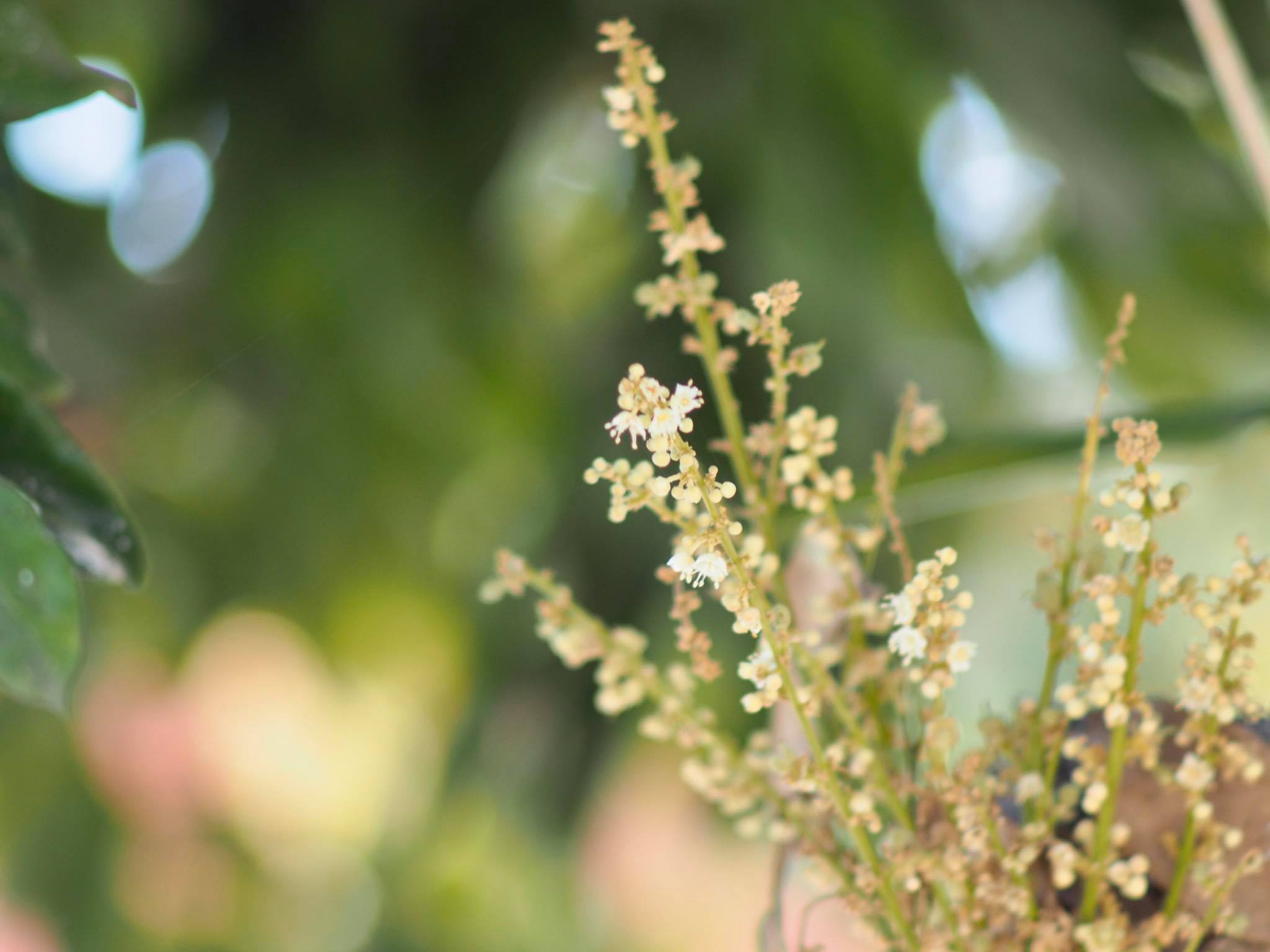 MINOLTA AUTO TELE ROKKOR-PF 135MM F2.8 MD MOUNT