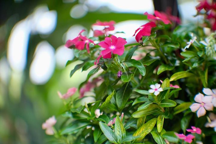 KP-109-1A 50MM.F1.2 MODIFLY FX MOUNT