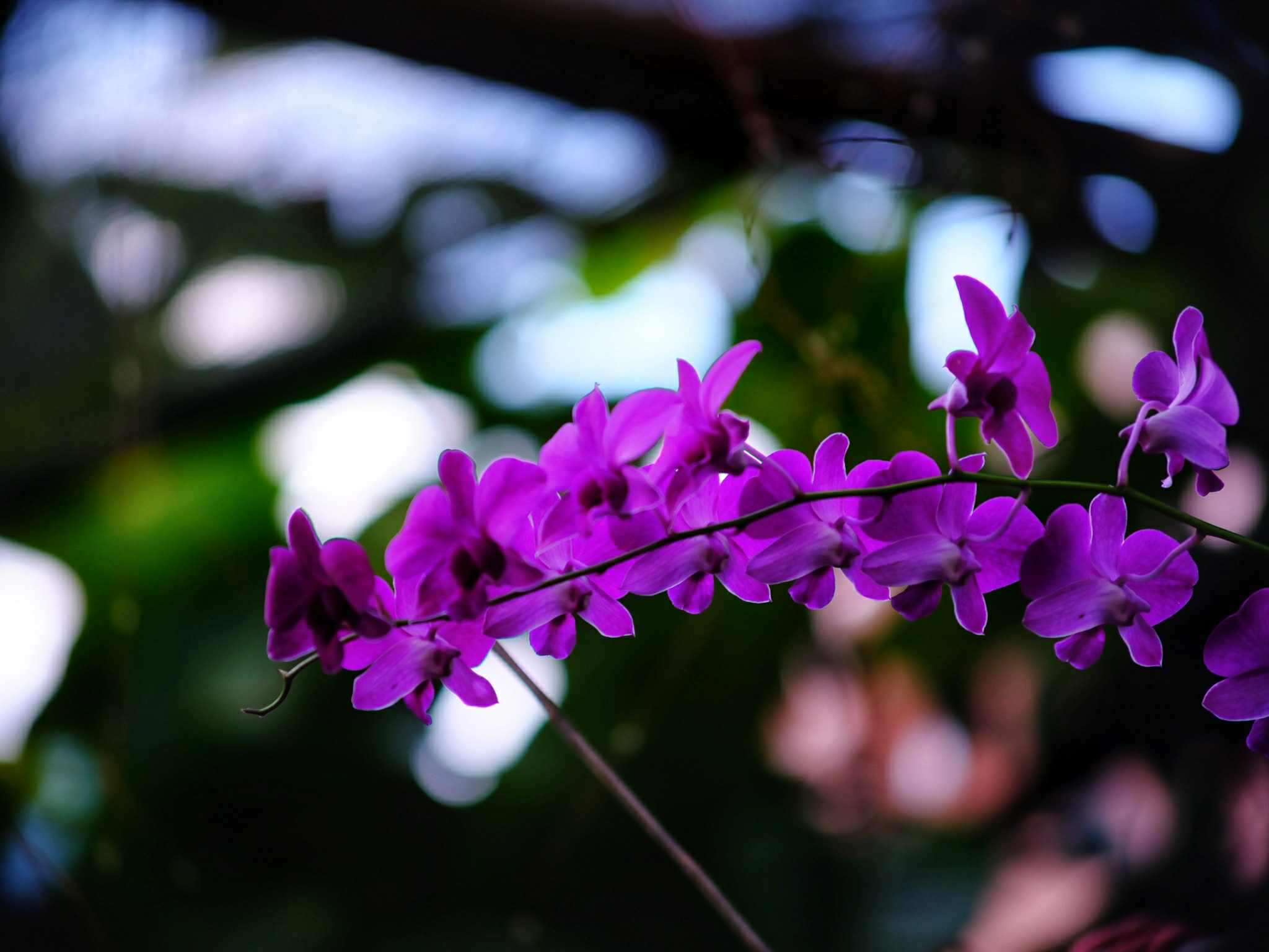 Nikon AF NIKKOR 75-300mm f/4.5-5.6 MACRO AIS MOUNT