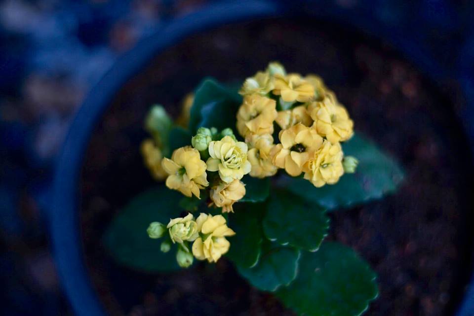 PENTACON AUTO 50MM.F1.8 MULTI COATING