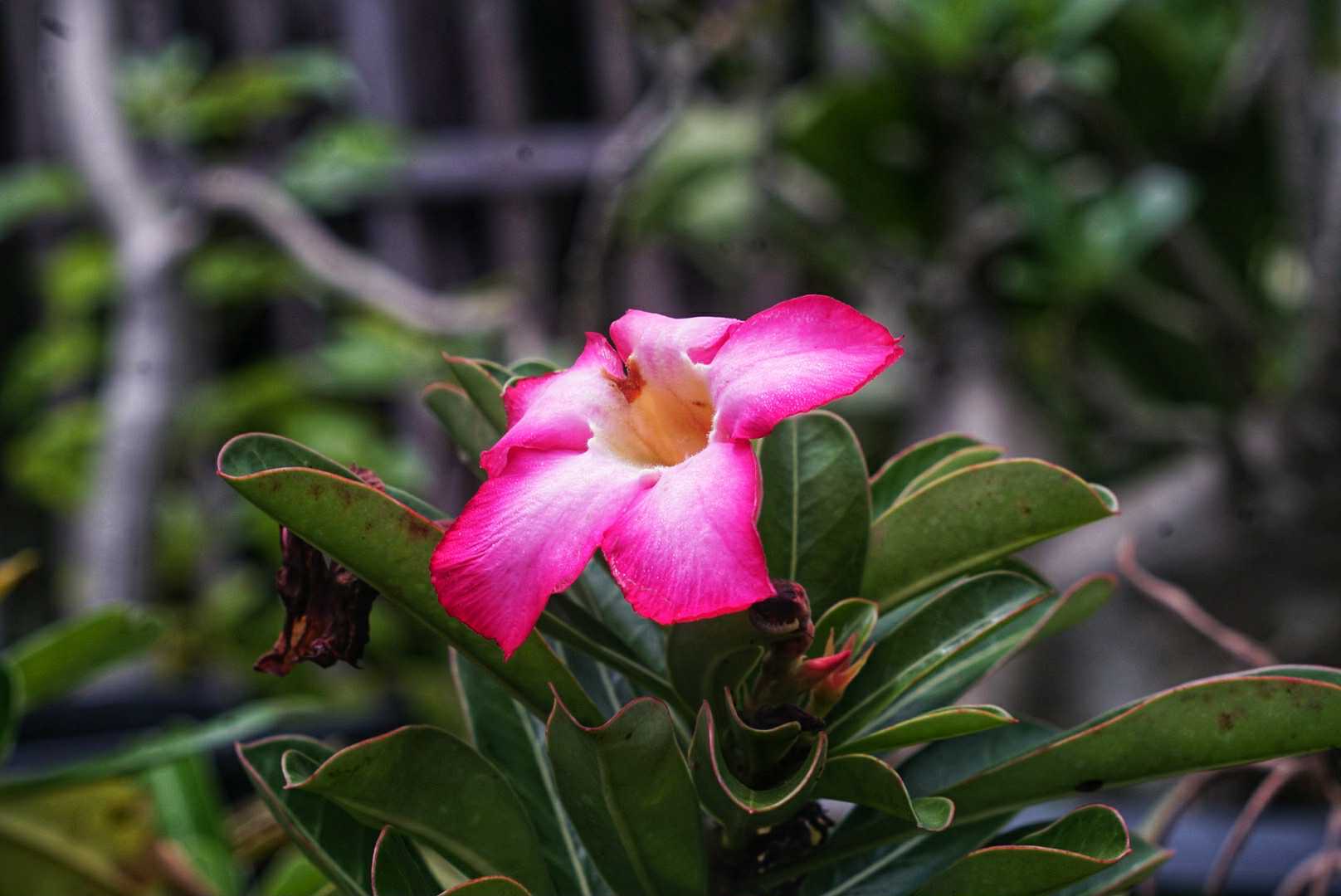 ERNST LEITZ GMBH WETZLAR ELMAR 90MM.F4