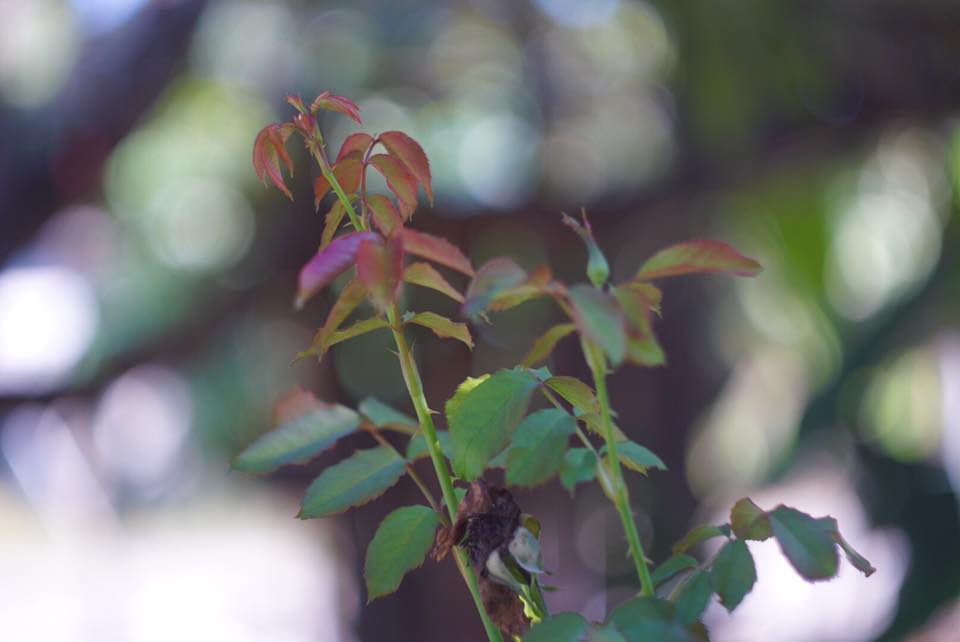 ZENIT HELIOS 44M-4 58MM.F2