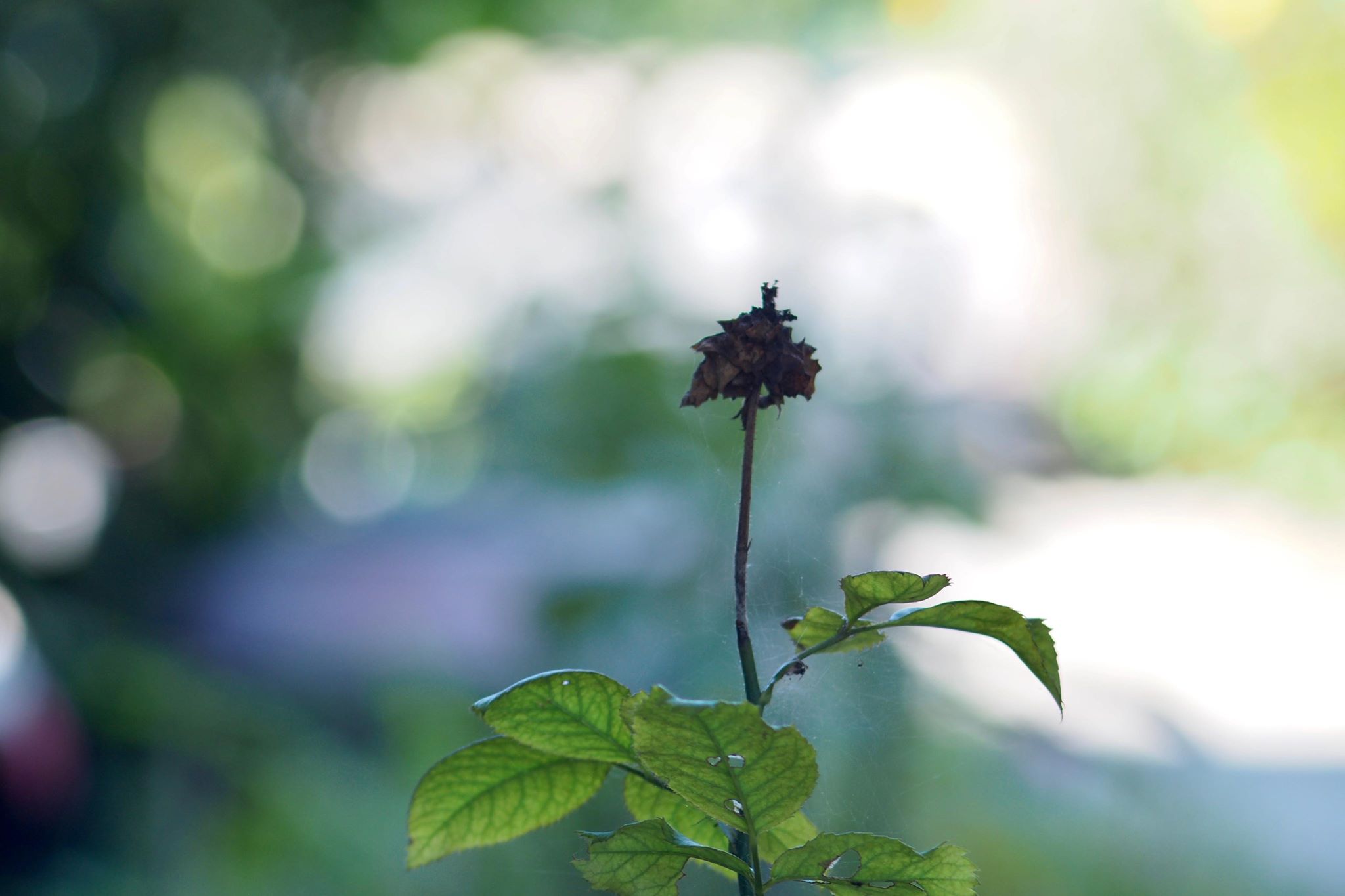 KONICA HEXANON AR 135MM. F3.2 AR MOUNT