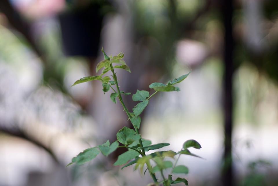 NIKON NIKKOR 50MM. F1.4 NON AI MOUNT