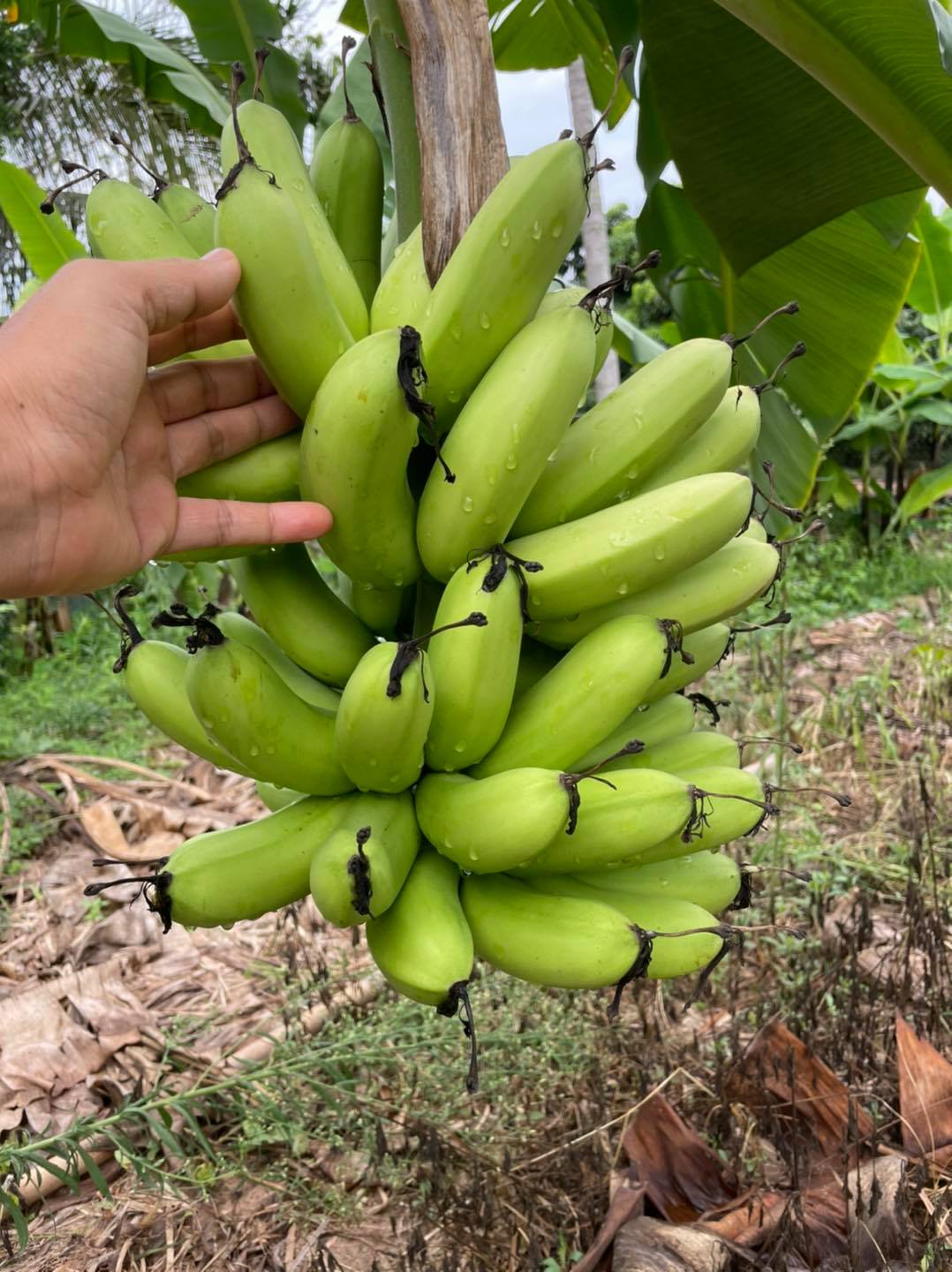 กล้วยฉาบ อบเกลือ (เค็มน้อย) 230g.