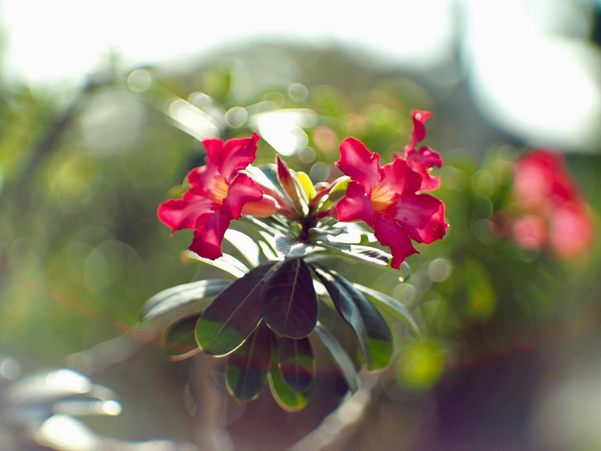 16KP-50MM.F1.2 MODIFLY M4/3 MOUNT