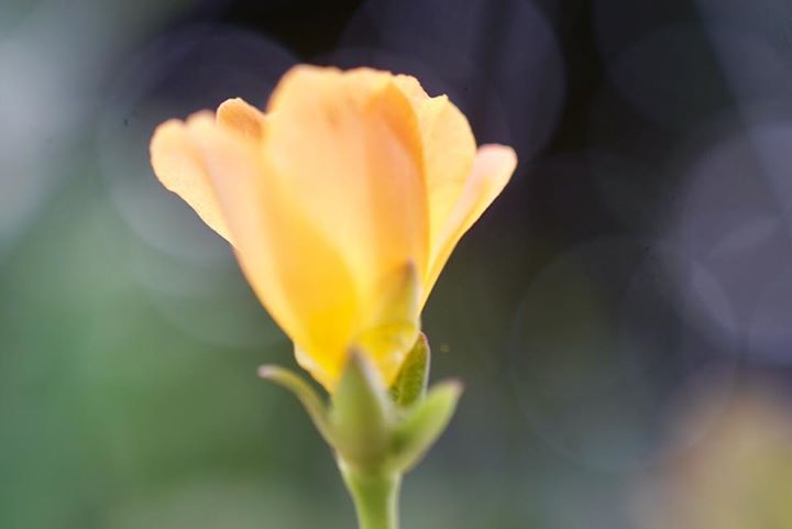 MINOLTA MC MACRO ROKKOR 50MM. F3.5 MD MOUNT