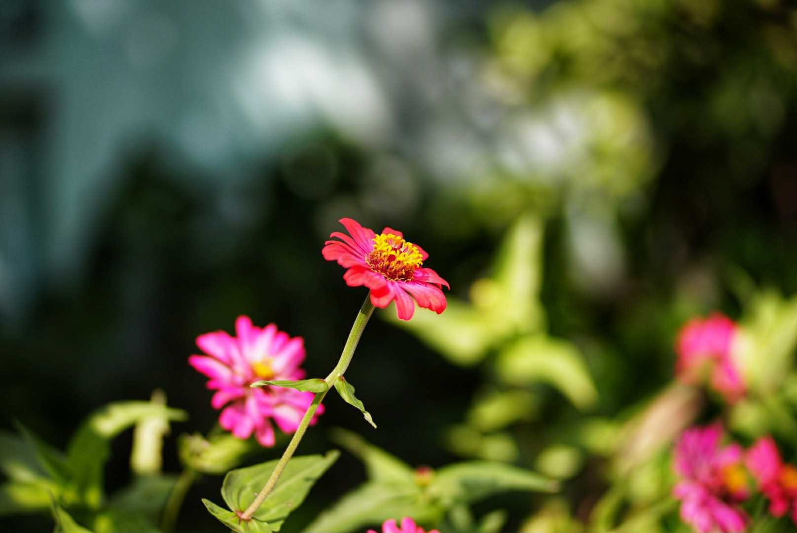 ISCO 85MM.F2.4 MODIFLY M42 MOUNT