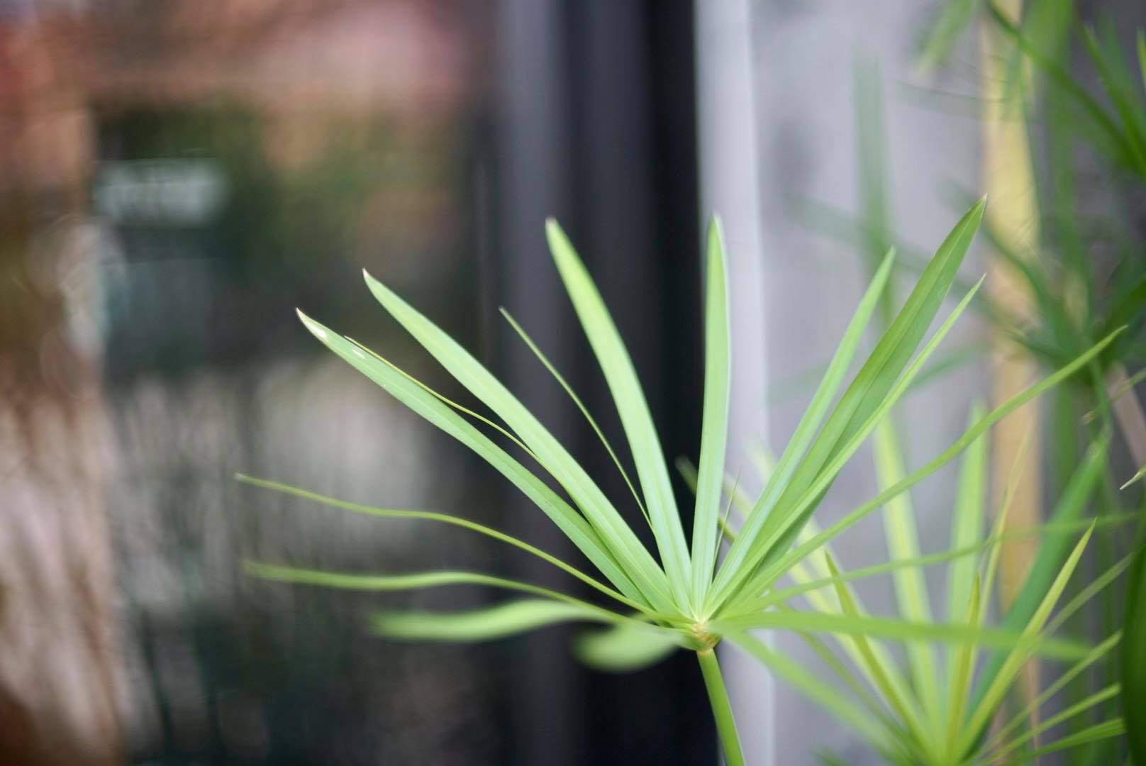 AUTO REVUENON 55MM.F1.4 M42 MOUNT