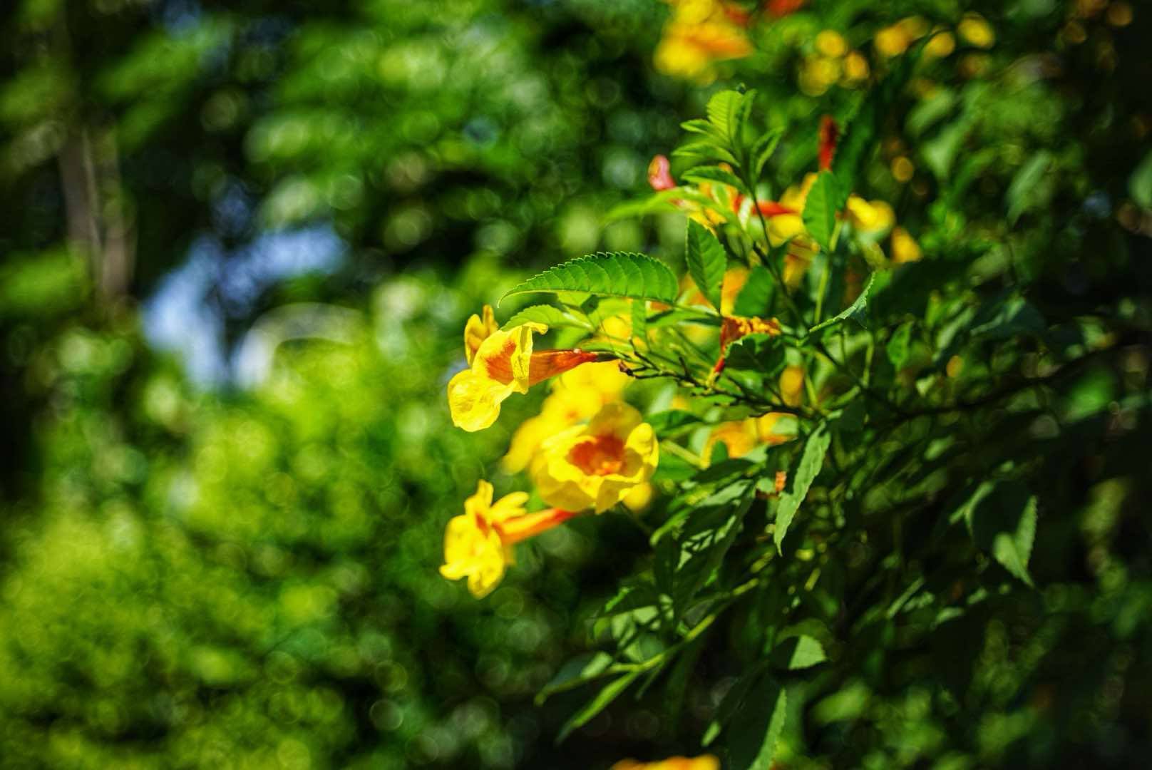 KONICA HEXANON 45MM.F1.8 MODIFIED M39 MOUNT