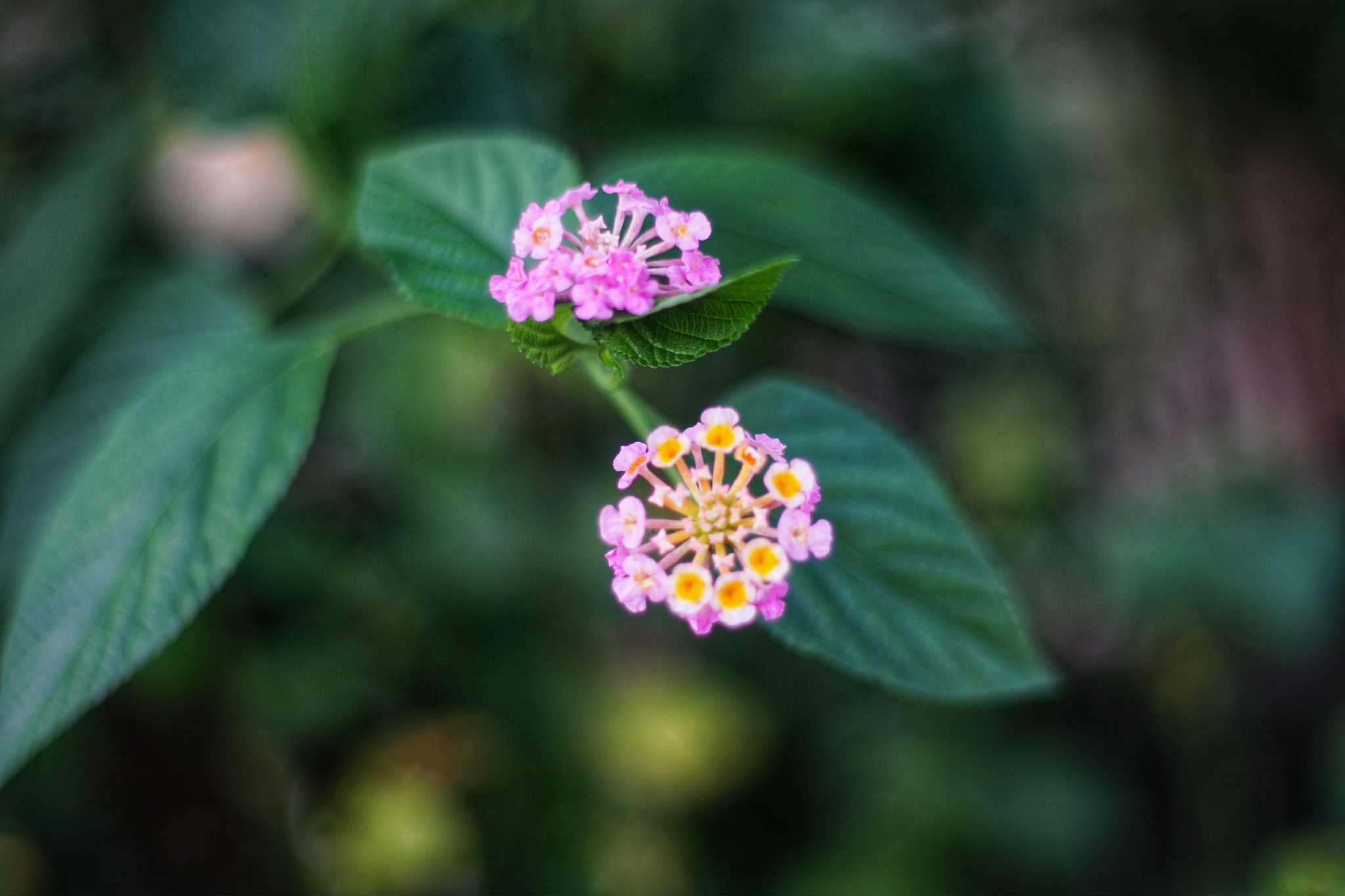 SMC PENTAX 50MM.F1.4 PK MOUNT