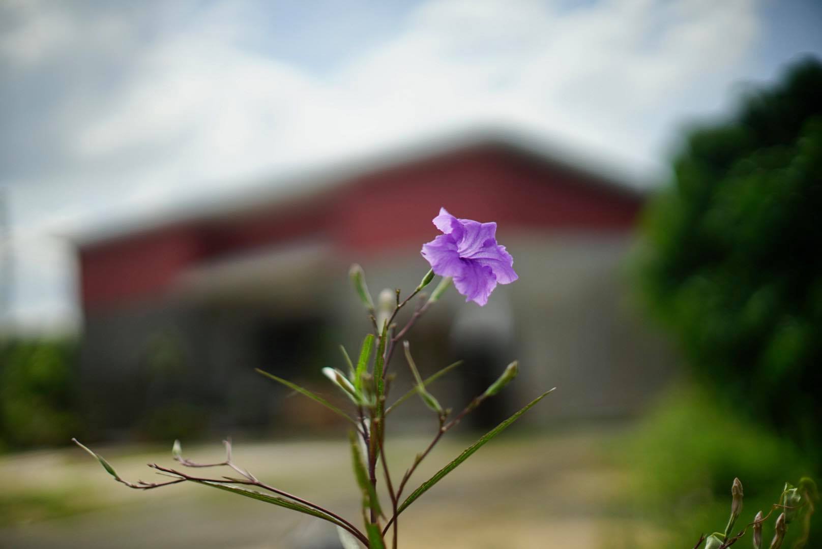CANON LENS FL 50MM.F1.4 FL MOUNT