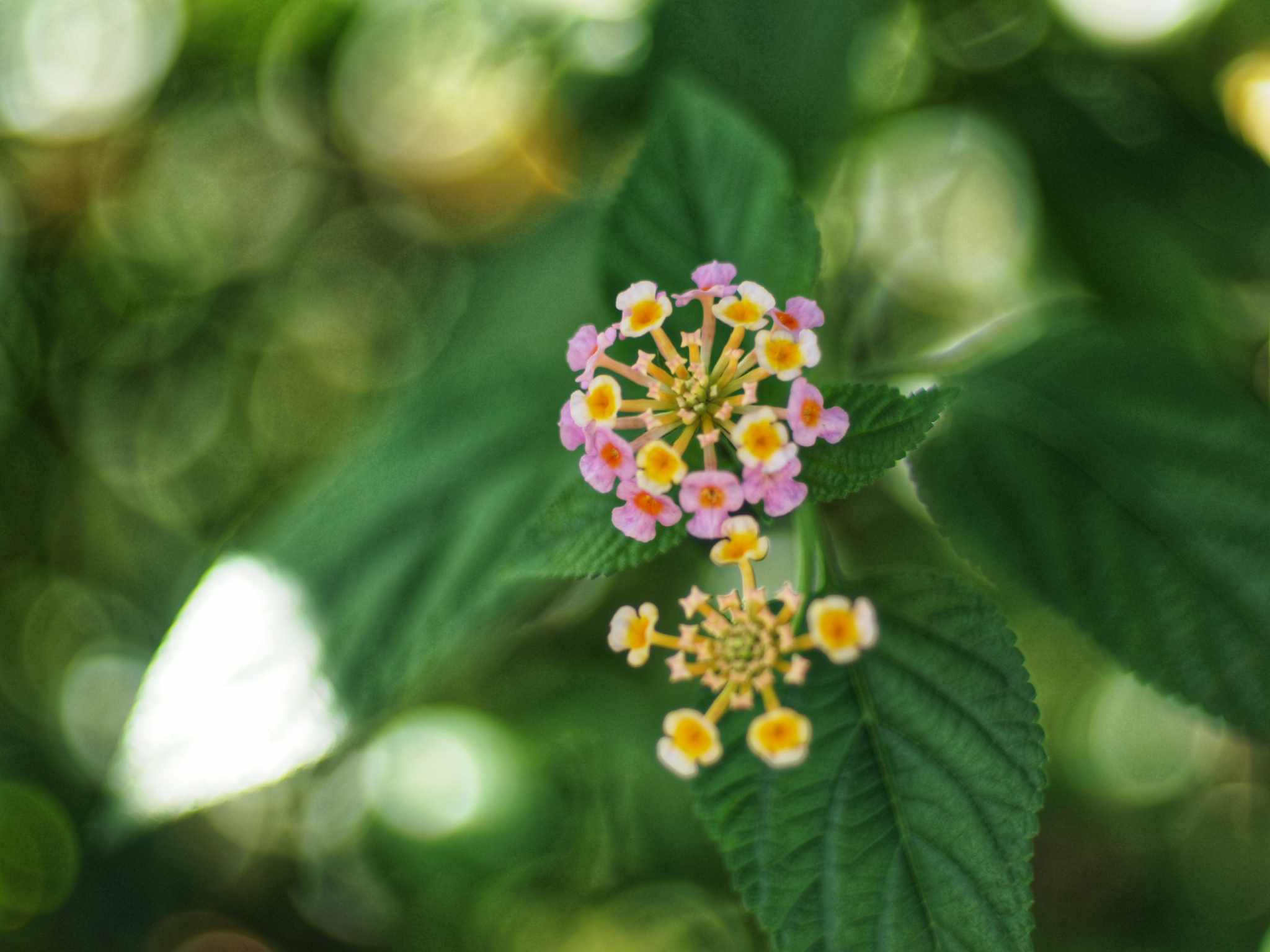 YASHICA ML 50MM.F1.4 CY MOUNT