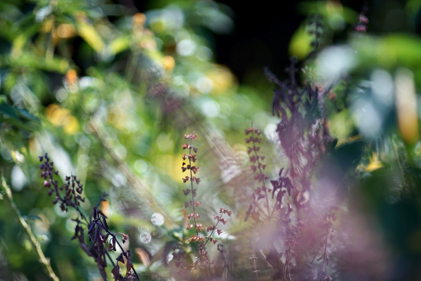 KONICA HEXANON 135MM. F3.5 AR MOUNT