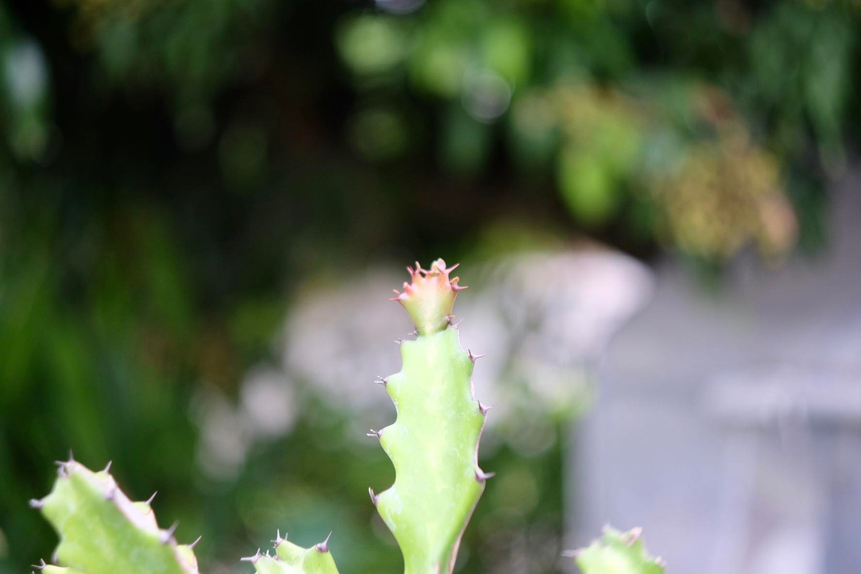 TOPCOR 44MM.F2 Modified FUJIFILM FX MOUNT