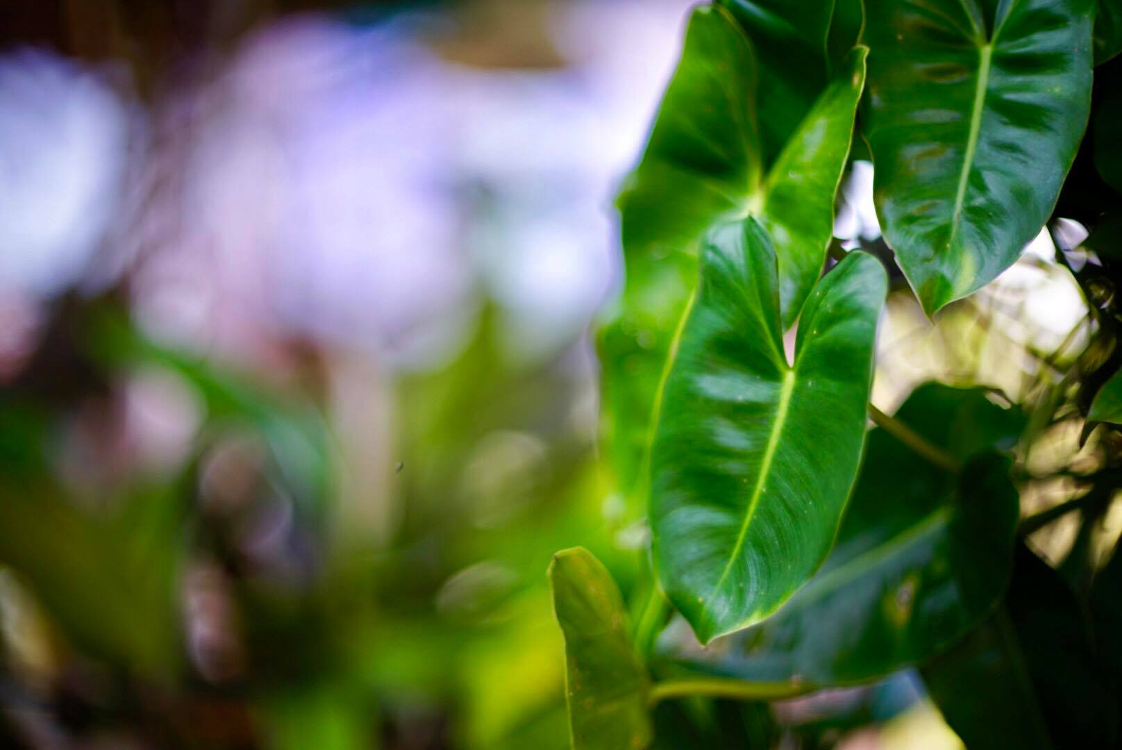 AUTO MAMIYA/SEKOR 55MM.F1.4 M42 MOUNT
