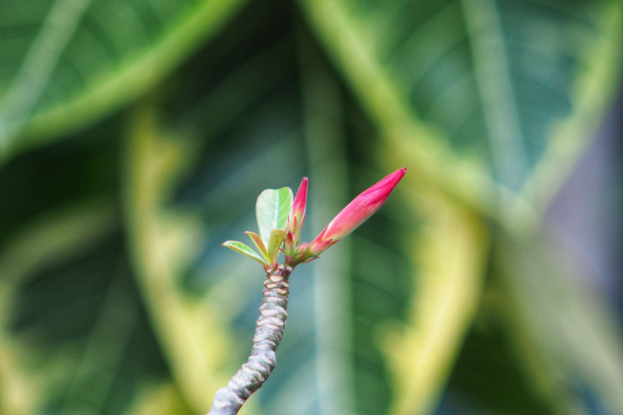 MINOLTA MC TELE ROKKOR-PE 200MM.F4.5 MD MOUNT