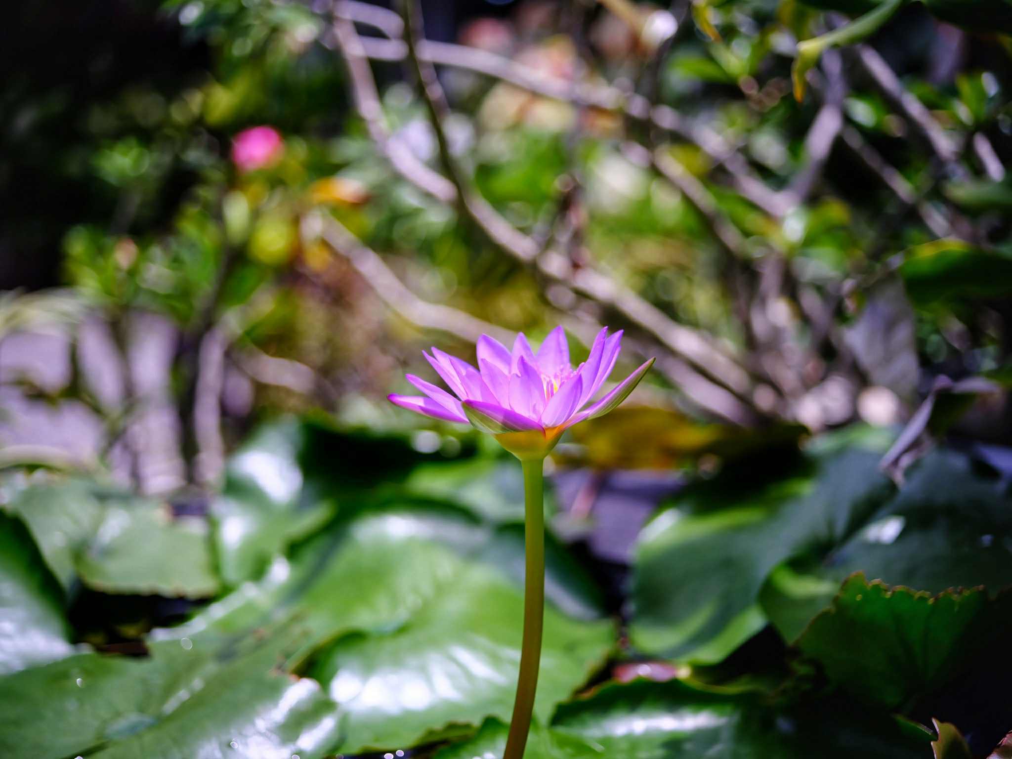 NIKON AF NIKKOR 28-70MM.F3.5-4.5D MACRO NIKON AIS MOUNT