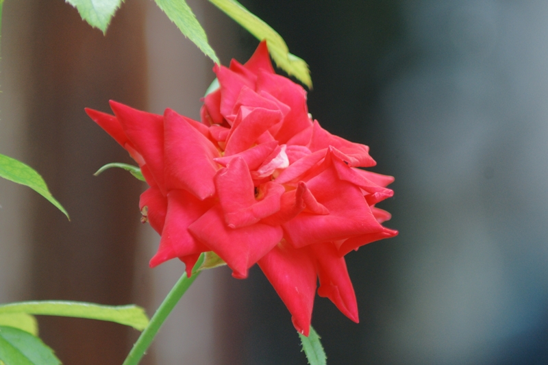 MINOLTA AF 75-300MM.F4.5-5.6 SONY A MOUNT