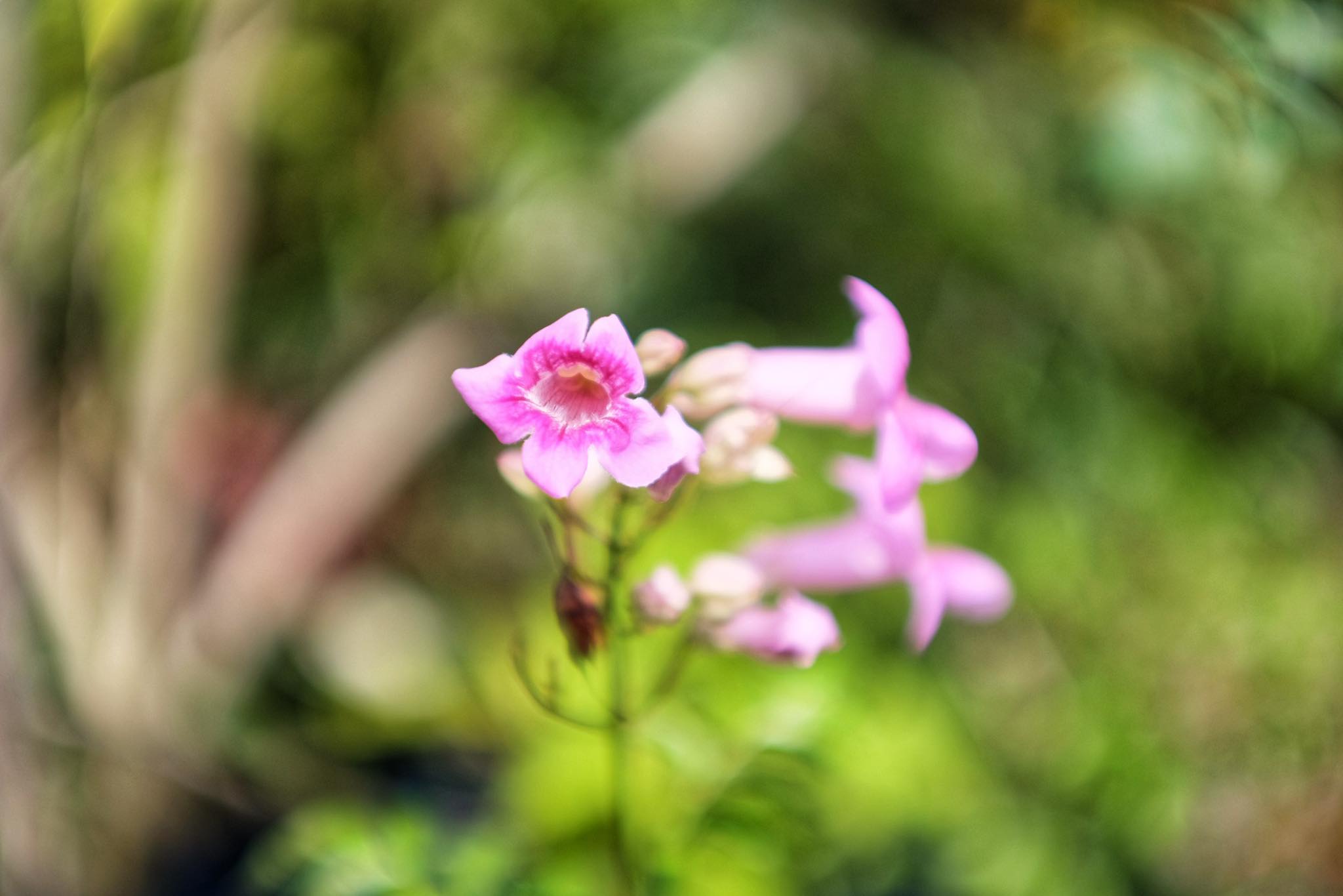 SUPER TAKUMAR 55MM.F1.8 M42 MOUNT