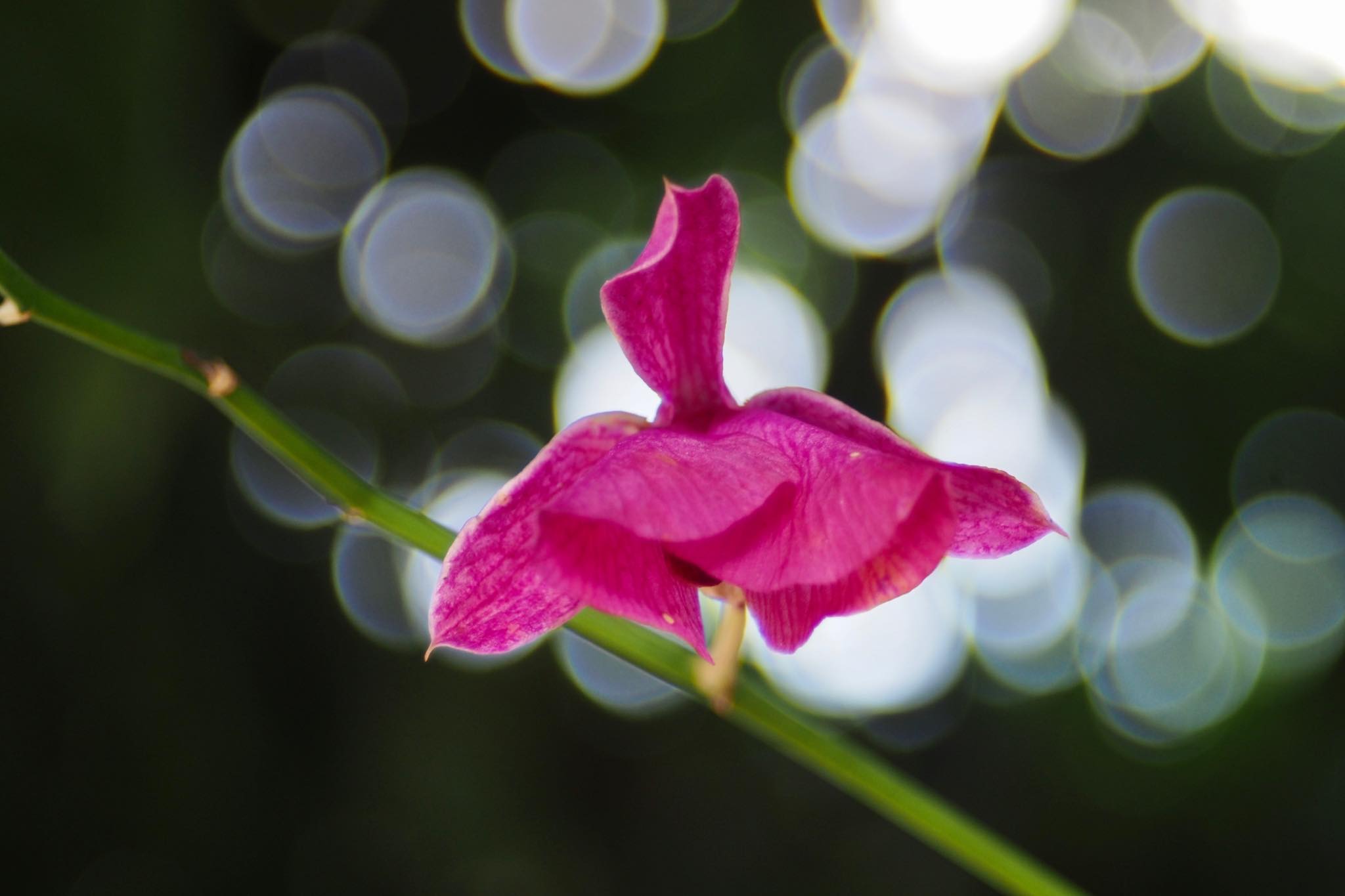 AF NIKKOR 35-70MM.F3.3-4.5 MACRO NIKON AIS MOUNT