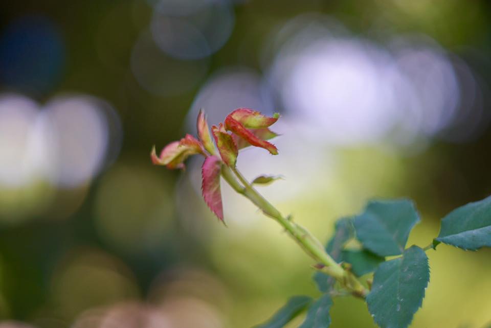 KONICA HEXANON AR 52MM. F1.8 AR MOUNT