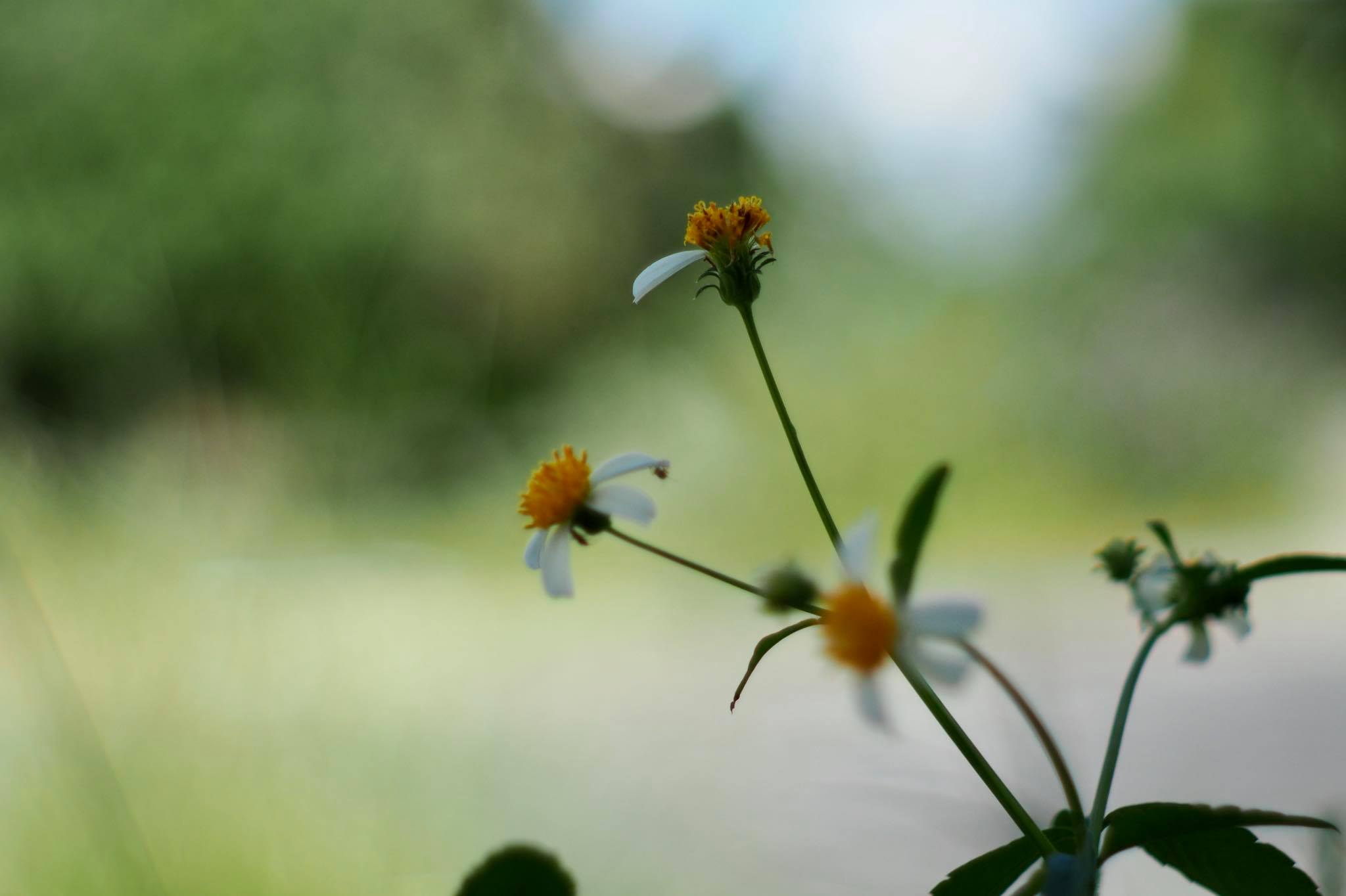 SMC PENTAX-A 50MM.F2 PK MOUNT