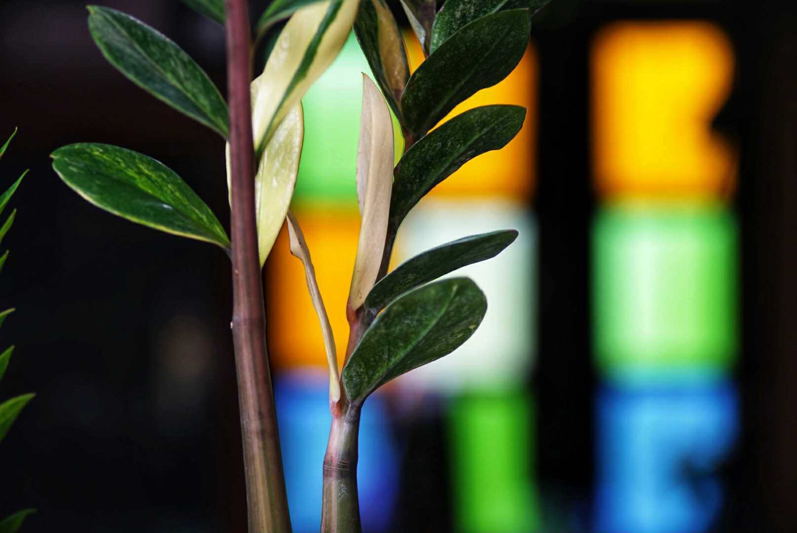 SANKYO KOKI JAPAN KOMURA 135MM.F3.5 M39 MOUNT(LTM)