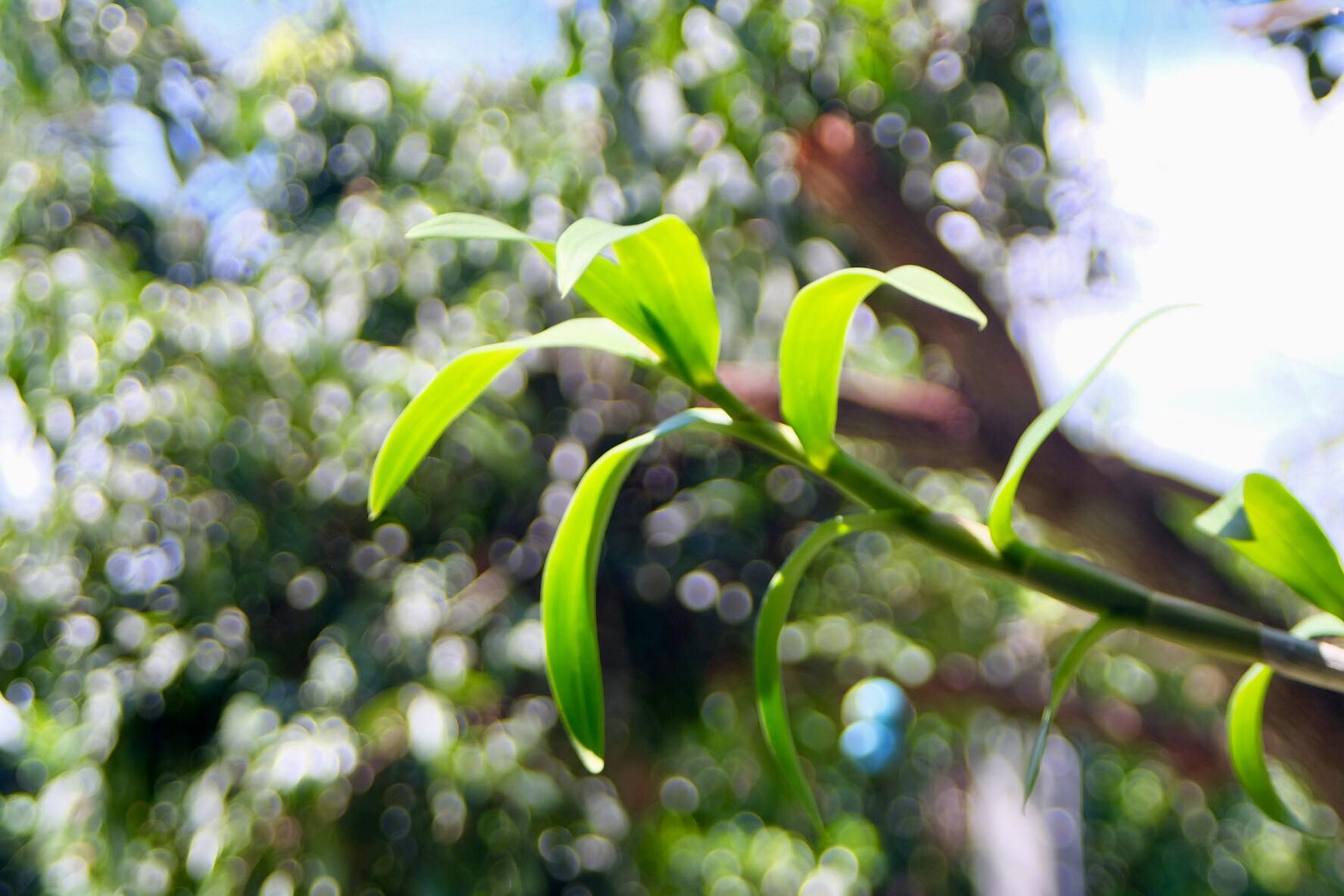 PENTAX-F-ZOOM 28-80MM.F3.5-4.5 MACRO
