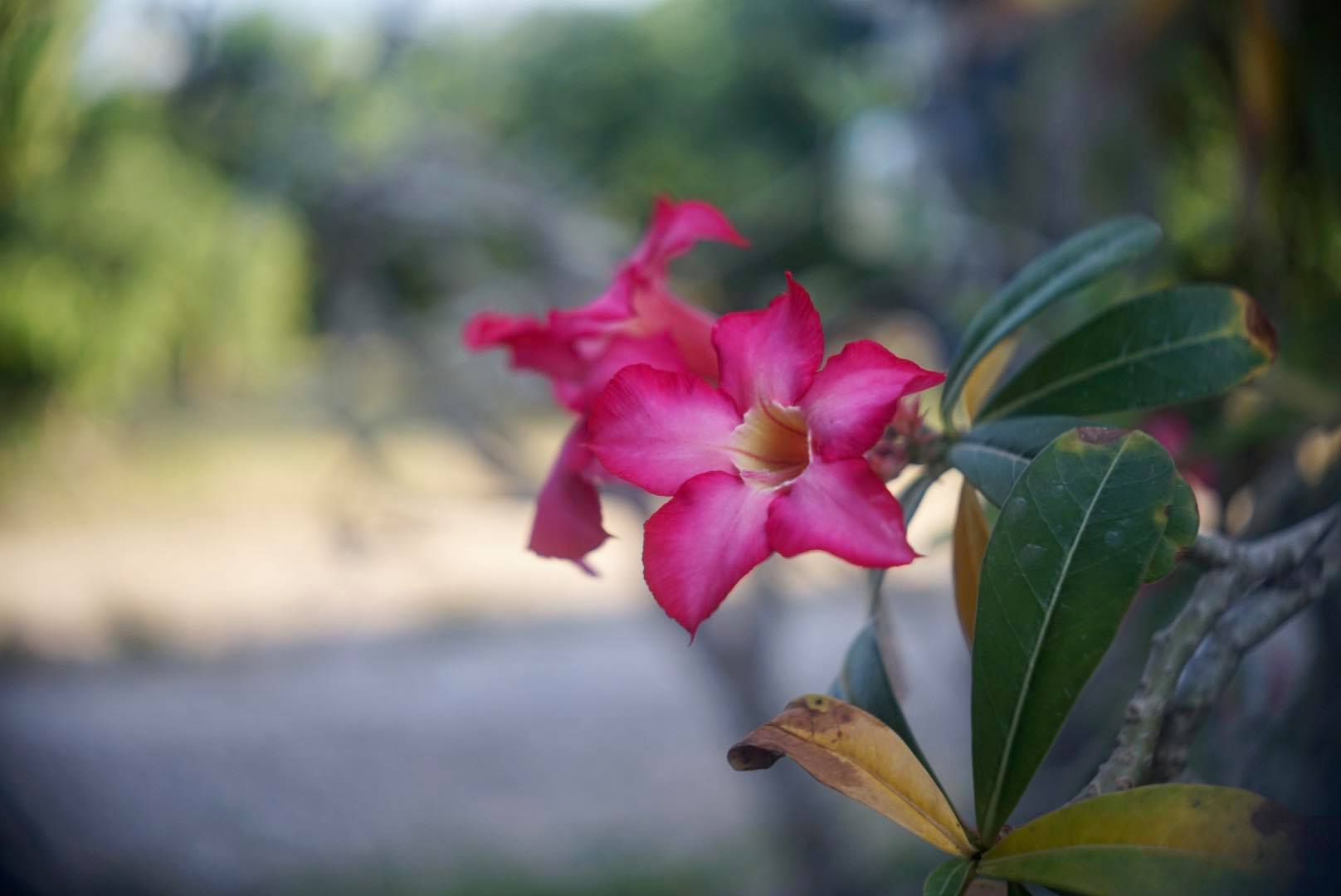 AGFA COLOR-AGOMAR 45MM.F2.8 MODIFIED SONY E MOUNT