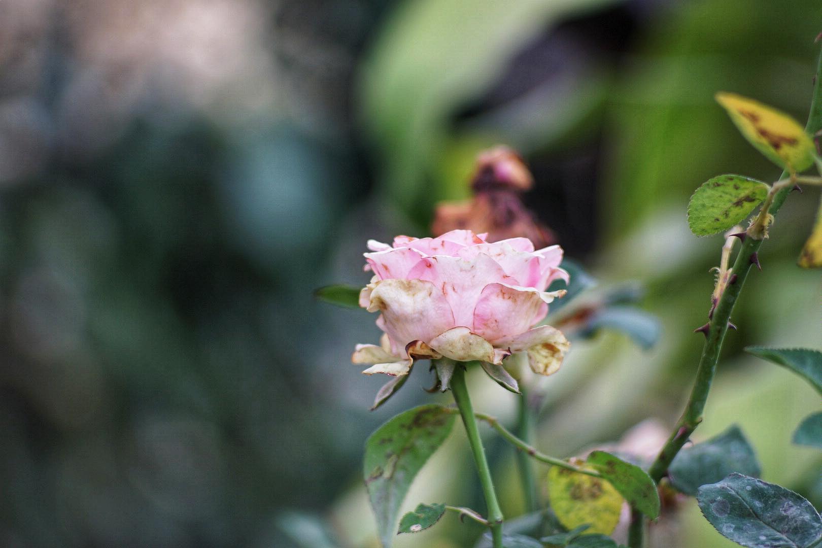 PENTACON135MM F2.8 (15 Blades) EXAKTA MOUNT