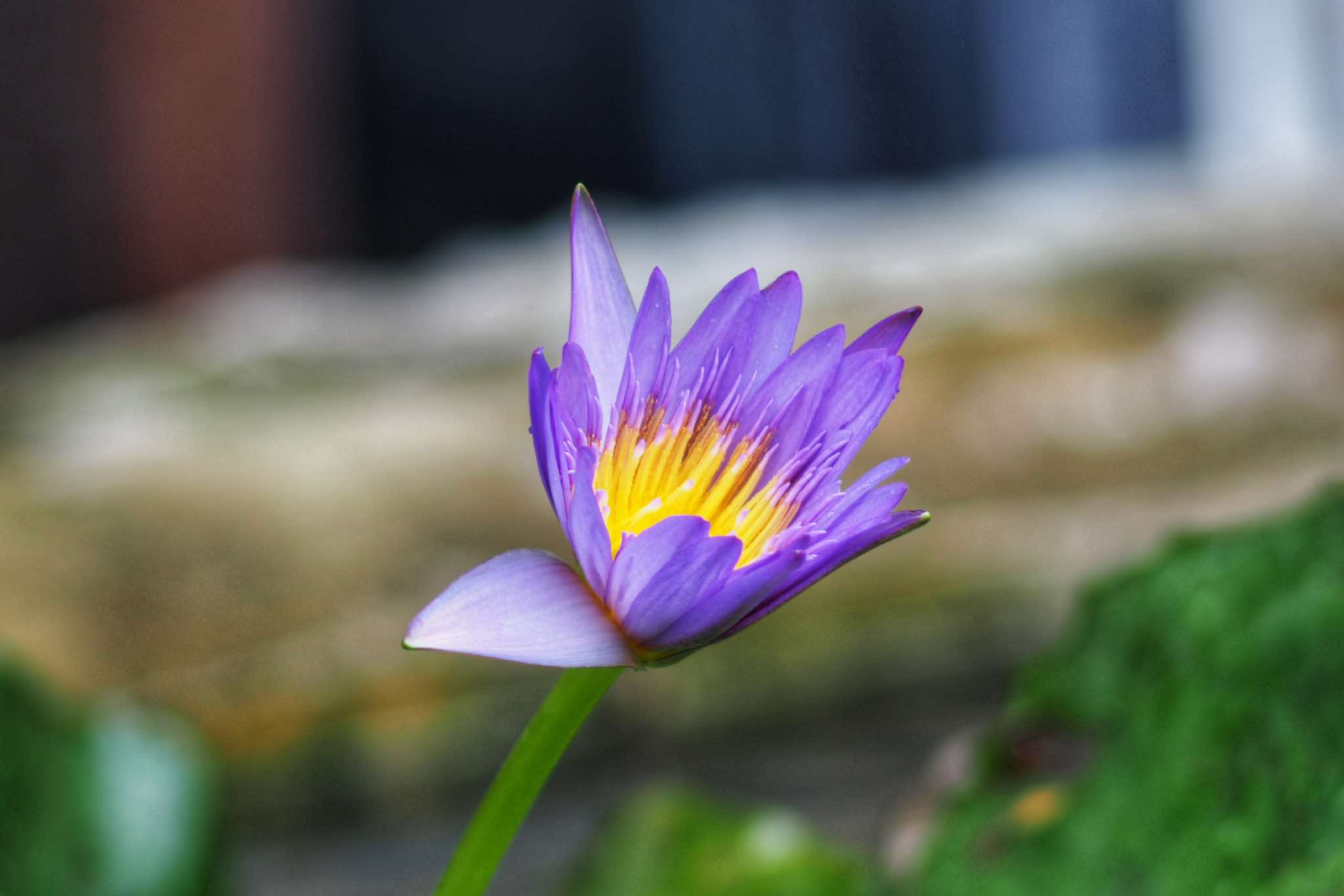 CANON LENS FD 200MM.F4 S.S.C FD MOUNT