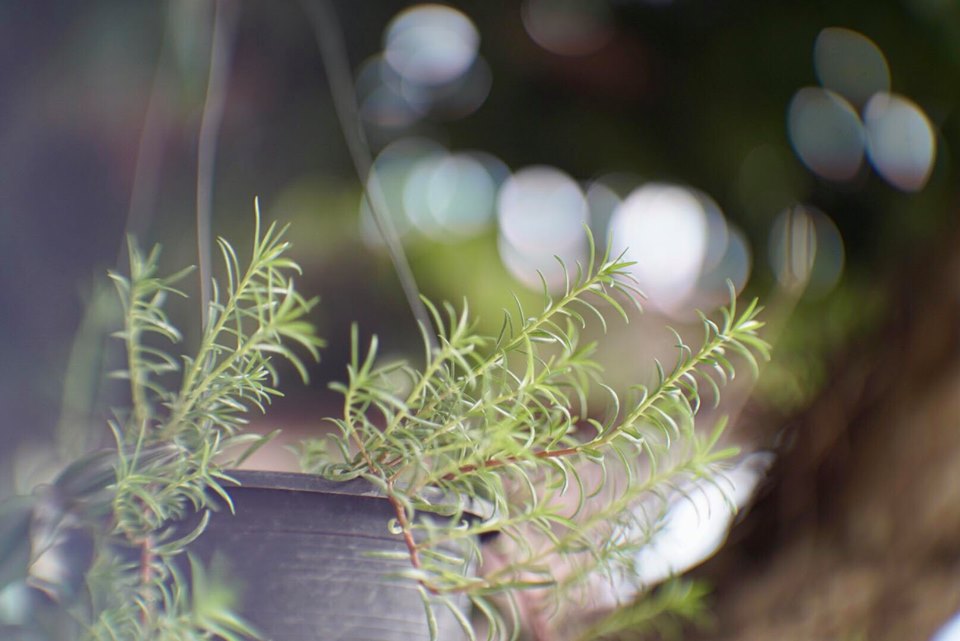 16KP-50MM.F1.2 MODIFY SONY E MOUNT