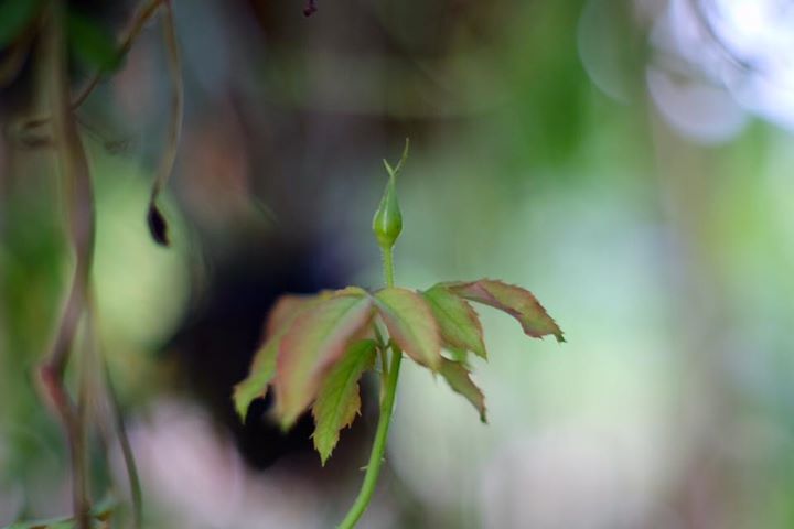 SUPER MULTI COATED TAKUMAR 55MM. F1.8 M42 MOUNT