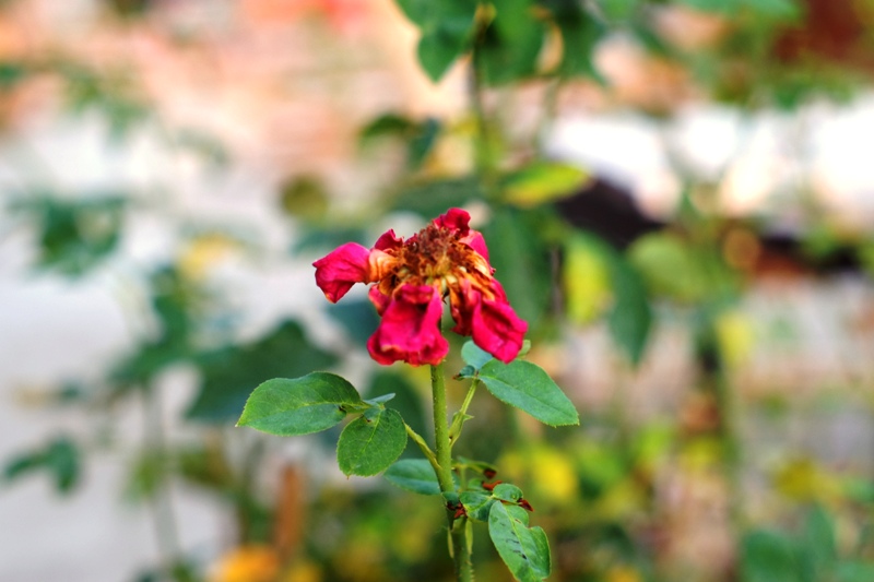 SMC-PENTAX-M 50MM.F2