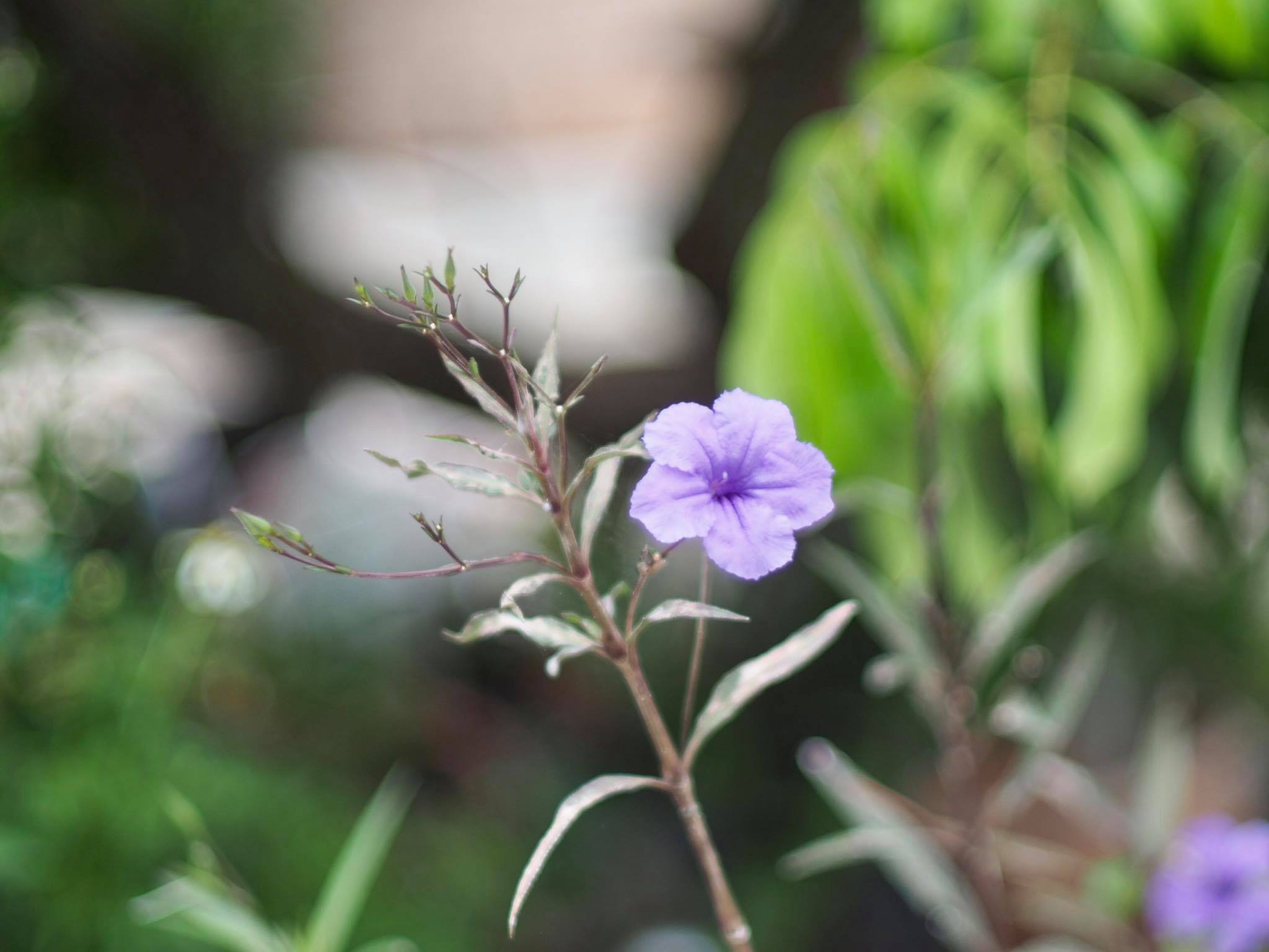 MINOLTA AUTO ROKKOR-PF 58MM.F1.4 MD MOUNT