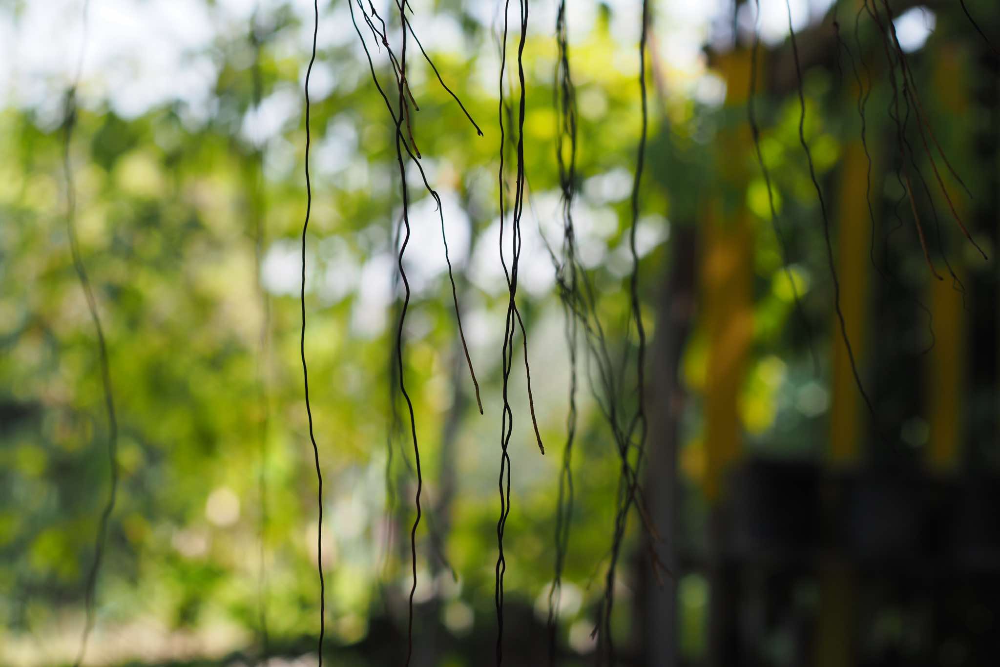 NIKON NIKKOR 50MM. F2 NIKON AI MOUNT