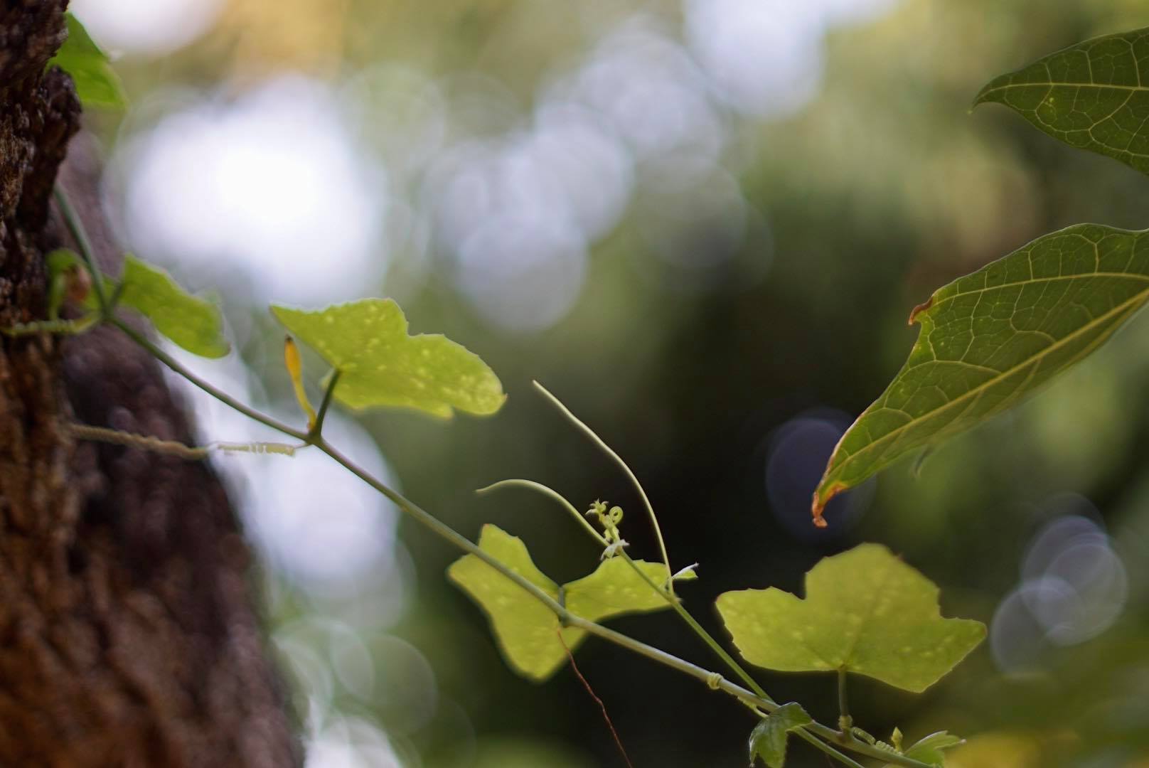 CANON LENS FL 50MM. F1.4 II FL MOUNT