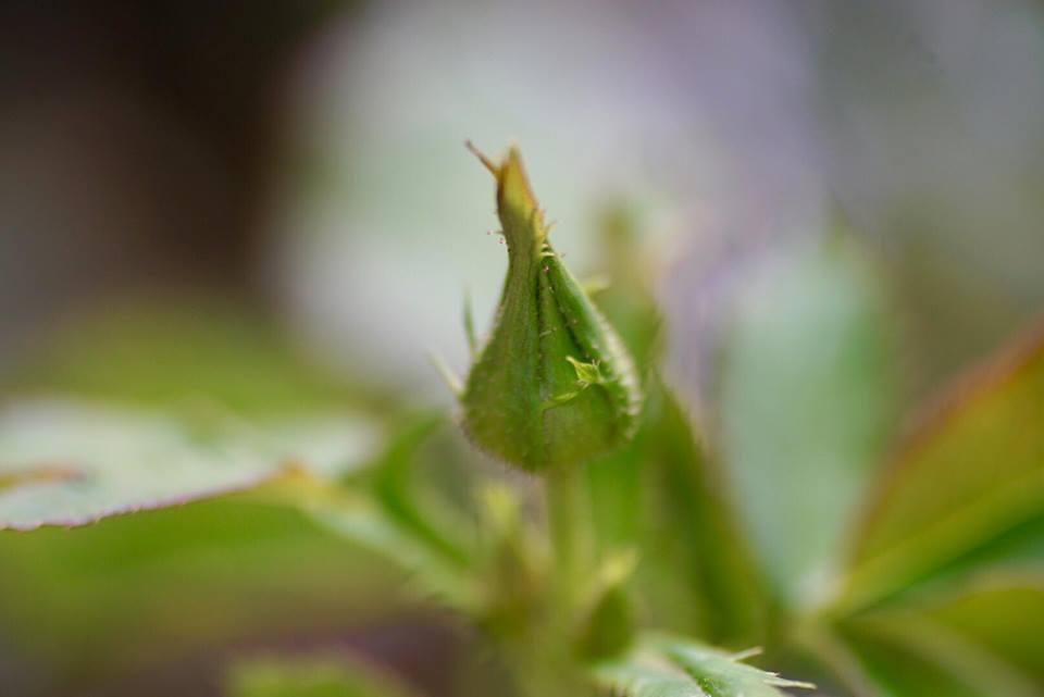 CANON COMPACT-MACRO LENS EF 50MM.F2.5