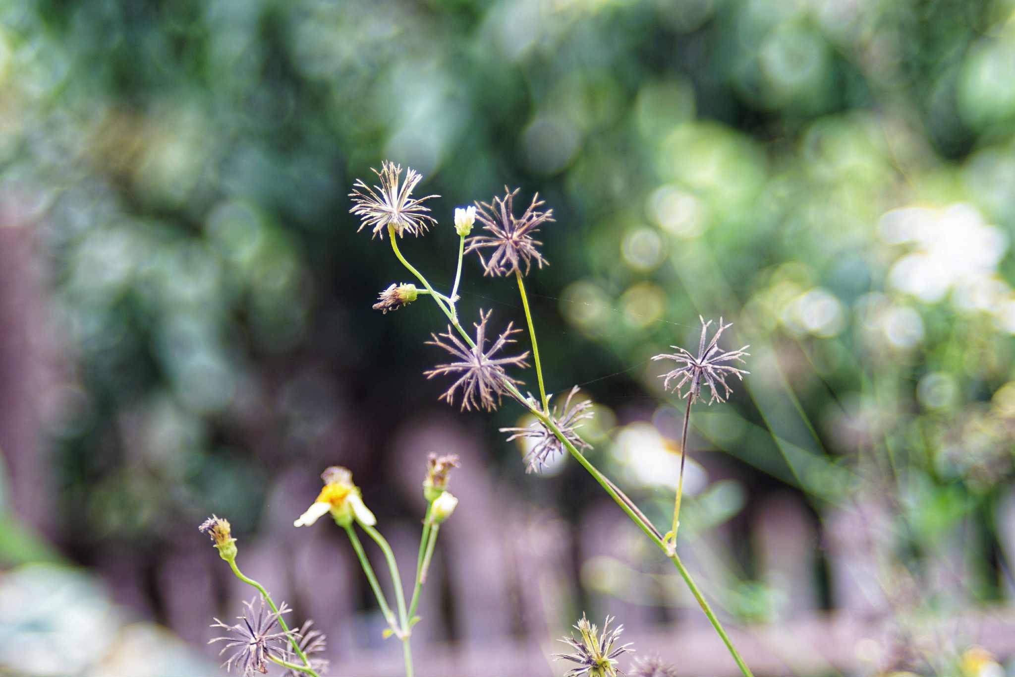 PENTAX TAKUMAR-F ZOOM 28-80MM.F3.5-4.5 MACRO