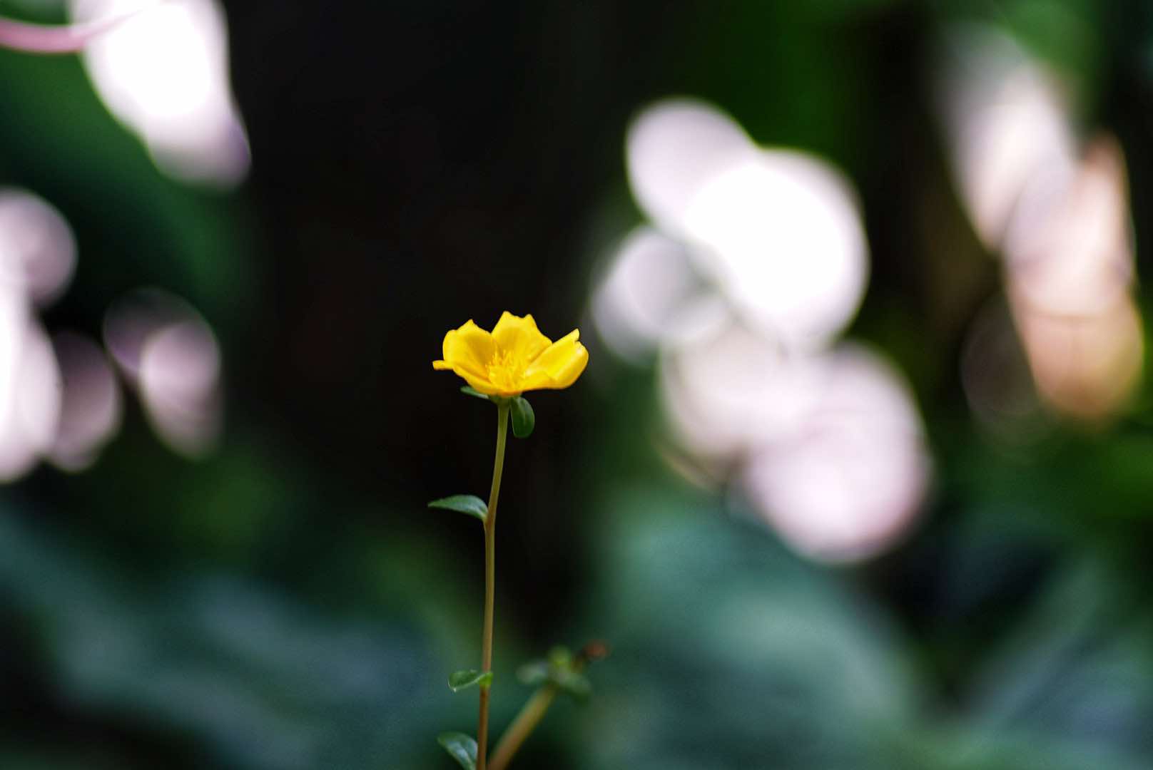 KONICA HEXANON AR135MM. F3.5 AR MOUNT