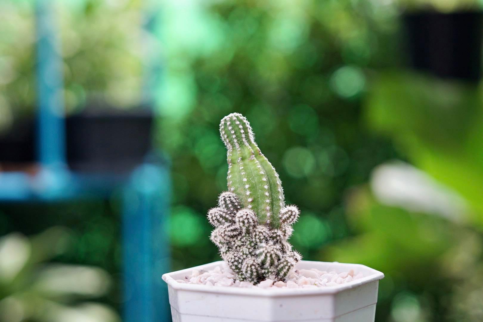 NIKON EL 50MM.F2.8 FOR SONY E MOUNT