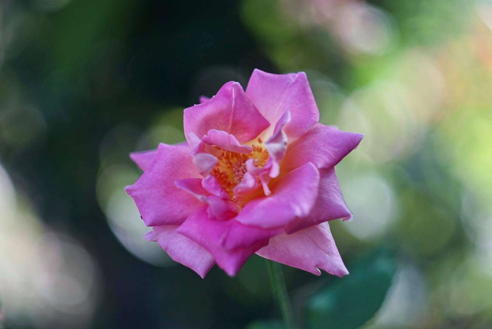 HELIOS-44-2 58MM.F2 M42 MOUNT