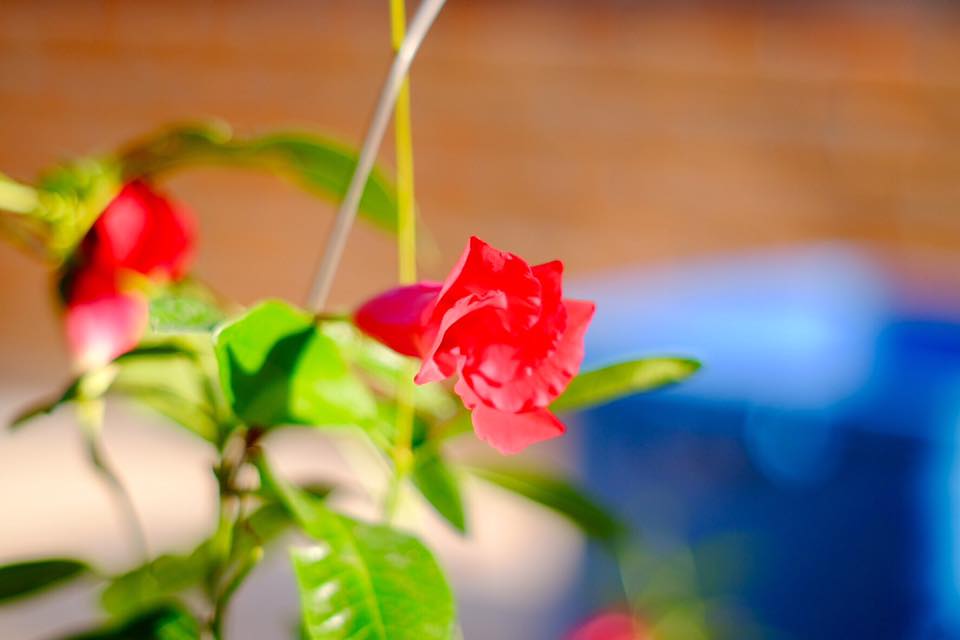 Super-Takumar 55/1.8