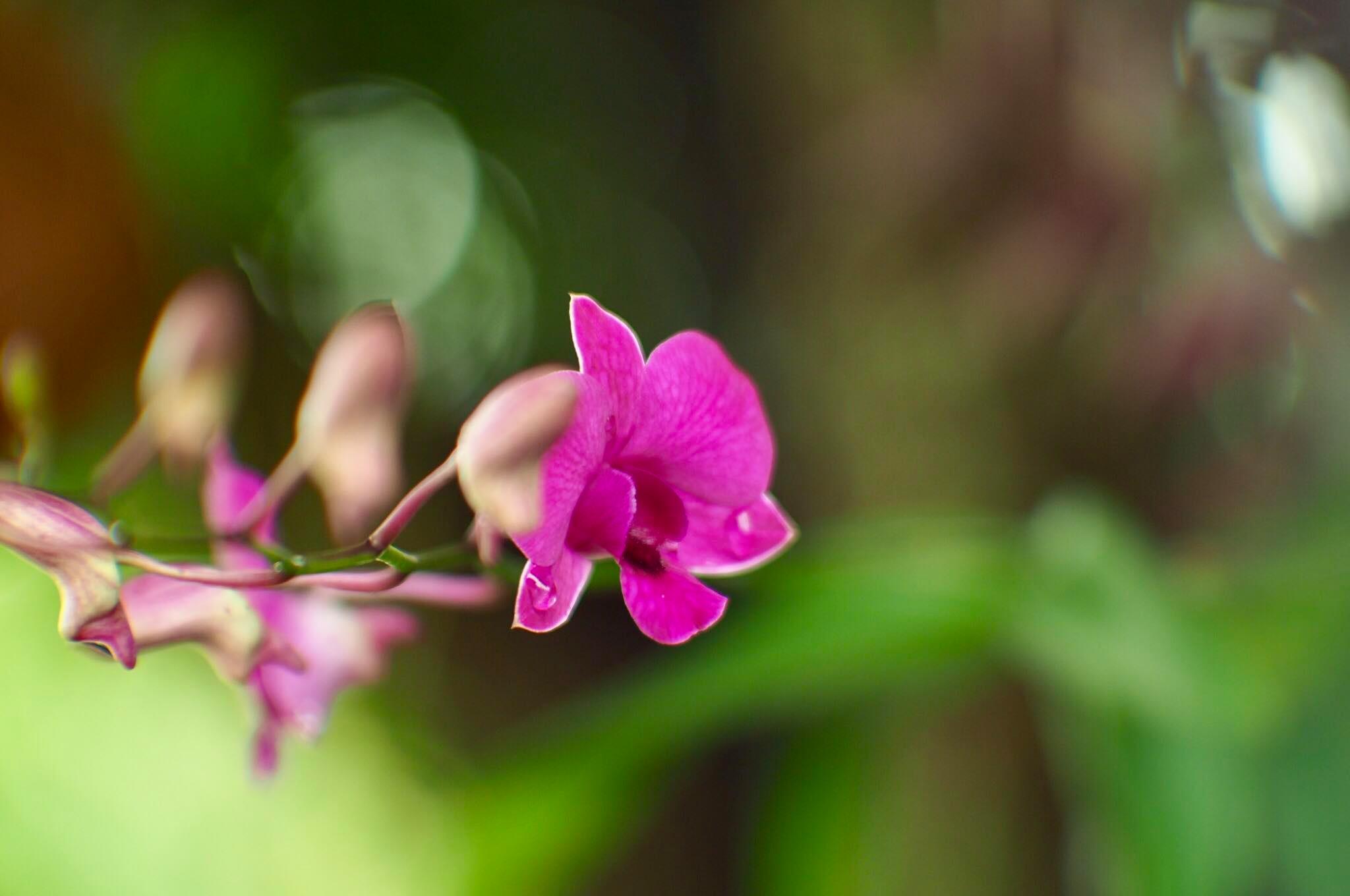 16KP-50MM.F1.2 MODIFY M4/3 MOUNT