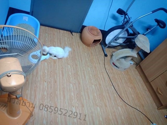 ลายเสื่อน้ำมันมาใหม่วันที่ 13 กันยายน 2562